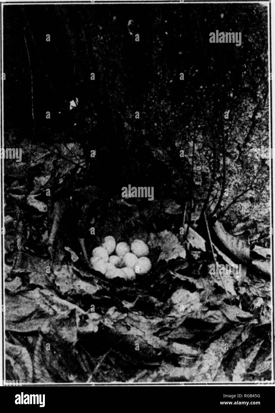 . Bulletin (Pennsylvania Game Commision), no. 10. Game protection; Birds. 14 15. Photograph by Ralph B. Simpson. Fig. 10. NEST OF RUFFED GROUSE One reason that game birds persist in spite of their many natural enemies is that they lay large sets of eggs. Dr. Allen of Cornell, who has been conducting a scientific study of the grouse for the past several years, has already discovered some 16 different forms of intestinal and fungus disease to which the species is subject. In consideration of all these facts, and due also to the reports of our field men and interested sportsmen which show a reall Stock Photo