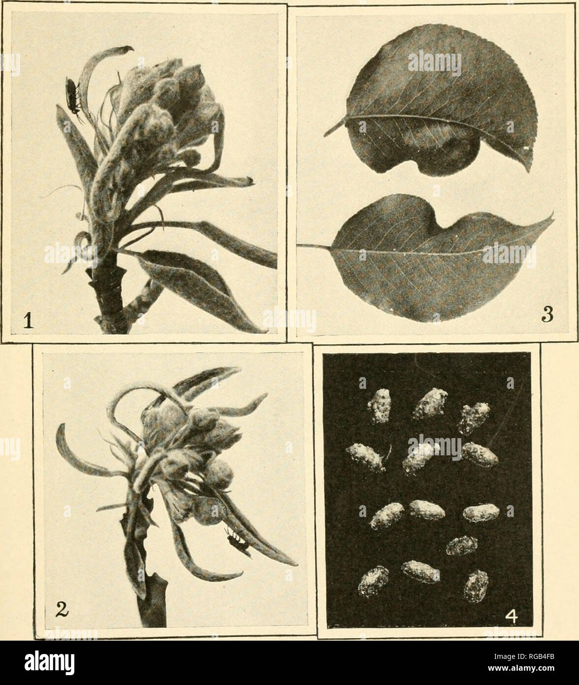 . Bulletin of the U.S. Department of Agriculture. Agriculture. Bui. 438, U S. Dept. of Agriculture. Plate I.. The Pear Leaf-Worm. Fig. 1.—Adult female feeding. Fig. 2.—Adult female ovipositing. Fig. 3.—Leaves deformed by oviposition. Fig. 4.—Cocoons. (Original.). Please note that these images are extracted from scanned page images that may have been digitally enhanced for readability - coloration and appearance of these illustrations may not perfectly resemble the original work.. United States. Dept. of Agriculture. [Washington, D. C. ?] : The Department : Supt. of Docs. , Govt. Print. Off. Stock Photo