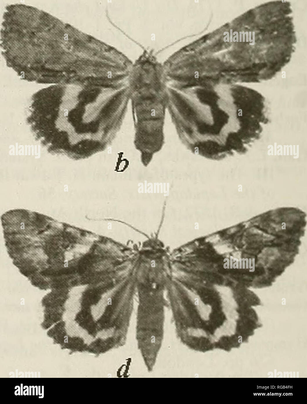 . The Bulletin of zoological nomenclature. Animals. Nearctic species of Catocala moths, a: C polygama Guenee (1852), type, original drawing, b: C grynea (Cramer, 1780). c: C alabamae Grote (1875), type, d: C blandula Hulst (1884). type.. Please note that these images are extracted from scanned page images that may have been digitally enhanced for readability - coloration and appearance of these illustrations may not perfectly resemble the original work.. International Commission on Zoological Nomenclature. London : International Trust for Zoological Nomenclature Stock Photo