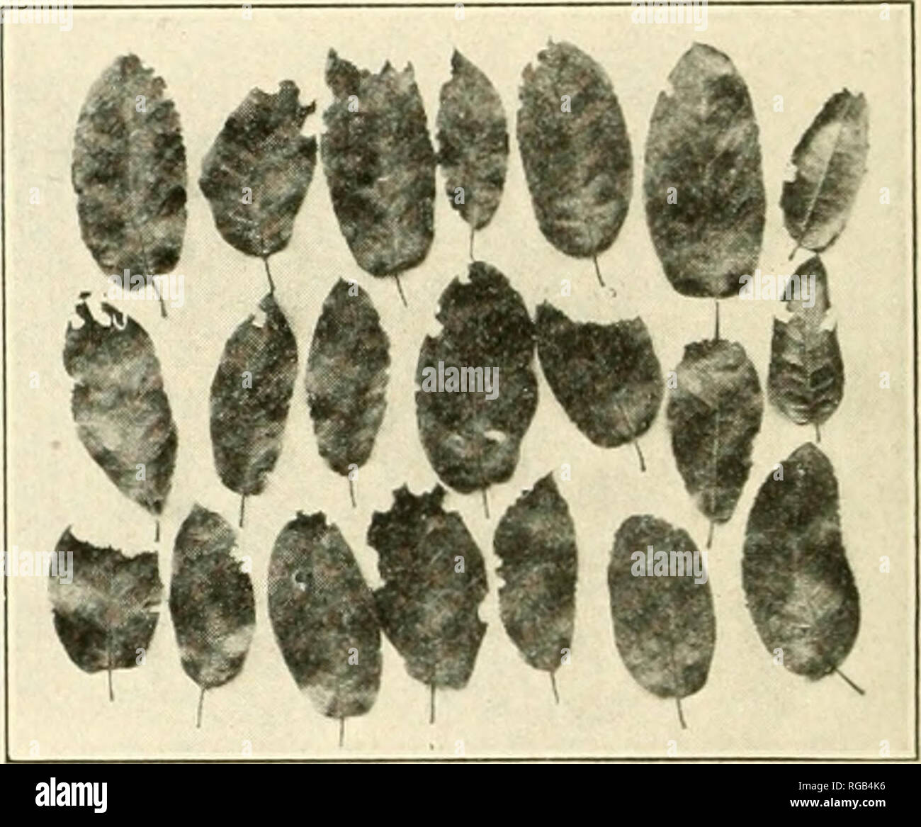 Bulletin of the U.S. Department of Agriculture. Agriculture. Fig. 2.âWood  from .scar on living red fir(.46fc,s viagnifica) mined by larvfe of  Tnichi/kde nhhhoKa. (Photograph by H. E. Burlie.) (Original.) Â»â¢â¢â â