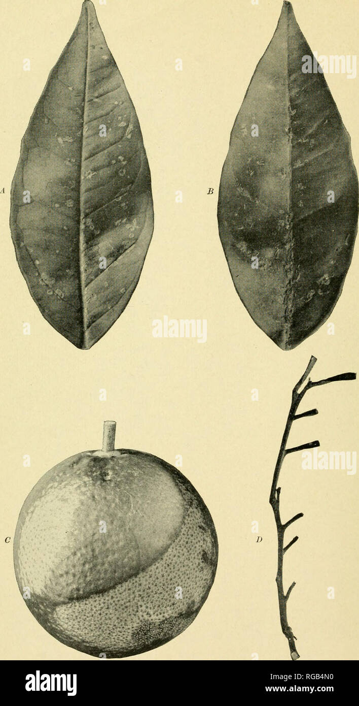 . Bulletin of the U.S. Department of Agriculture. Agriculture. j1. 907, U. S. Dept. of Agriculture. Fumigation of Citrus Plants With Hydrocyanic Acid. A, B, Fumigation injury to foliage at point of infestation with purple scale (Lepidosaphes beckii). The injury appeared most prominent on the side of the leaf opposite the in- festation. A, Upper side of leaf, showing purple scale. B, Lower side of same leaf, showing collapsed tissue opposite scale infestation. C, An immature Valencia orange injured by exposure to simshine following fumigation. The uninjured area was shaded by leaves. D, Twig fr Stock Photo