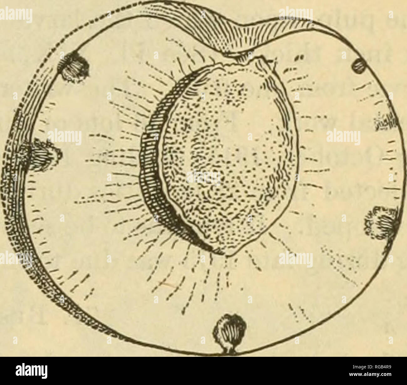 . Bulletin of the U.S. Department of Agriculture. Agriculture. MEDITERRANEAN FRUIT FLY IN HAWAII. 47 South Africa and Australia by other investigators. Gurney, of New South Wales, lists the apple among host fruits occasionally infested. Wickens, in 1914, in western Aus- tralia, writes that &quot;the apple growers who have been hoping that they would not suffer so severely as growers of soft fruits are now becoming seriously alarmed at the presence of fruit-fly punctures and larvae in their export varieties of apples. For- tunately the two apple-producing centers of the State (Bridgetown and Mo Stock Photo