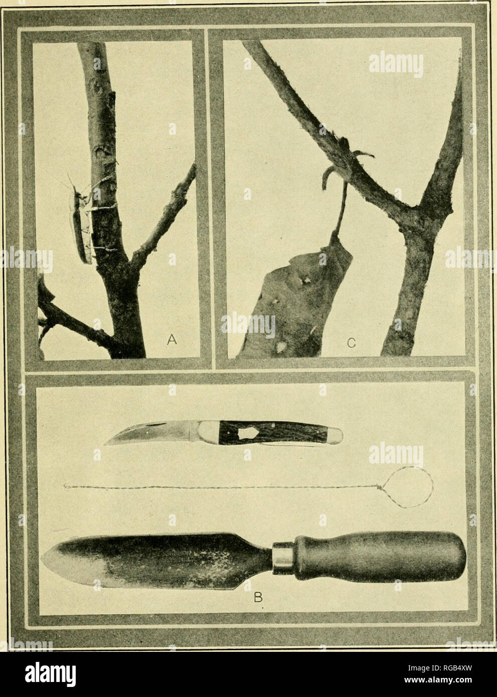 . Bulletin of the U.S. Department of Agriculture. Agriculture. Bui. 847, U. S. Dept. of Agriculture. Plate IX.. ROUNDHEADED APPLE-TREE BORER. A, Beetle gnawing bark from apple branch. B, TooLs for use in worming trees. C, Apple branch denuded of bark by beetles.. Please note that these images are extracted from scanned page images that may have been digitally enhanced for readability - coloration and appearance of these illustrations may not perfectly resemble the original work.. United States. Dept. of Agriculture. [Washington, D. C. ?] : The Department : Supt. of Docs. , Govt. Print. Off. Stock Photo