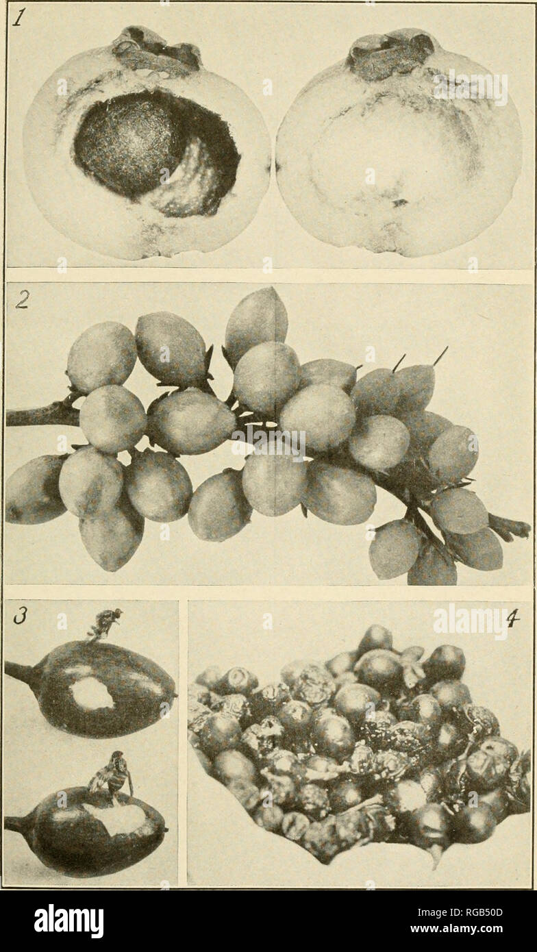 . Bulletin of the U.S. Department of Agriculture. Agriculture. Bui. 536, U. S. Dept. of Agriculture. Plate VIII.. Four Favorite Host Fruits of the Mediterranean Fruit Fly. Fig. 1.—Rose apple (Eugenia jambos) sectioned to show the large hollow interior on the surface of which larvae prefer to feed. Fig. 2.— Mimusops elengi; fruit of an ornamental tree which sheds its infested fruit throughout a 3 to 4 month period. Fig. 3.—Adult C. capitata captured in sticky exudations of solidified sap about punctures in Chryso- phyllum oliviforme. Fig. 4.—A handful of mock-orange (Murraya exotica) berries. T Stock Photo