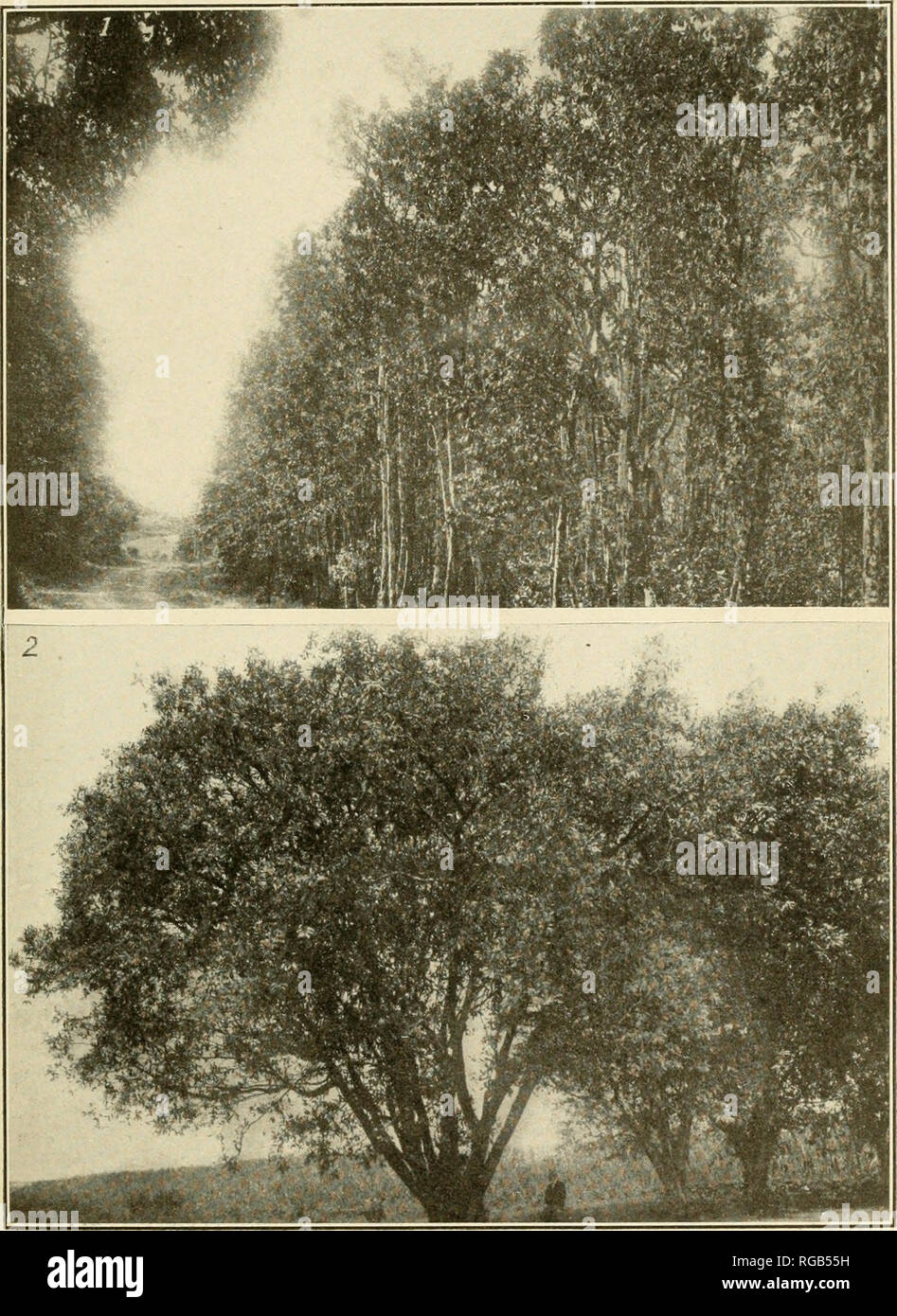 . Bulletin of the U.S. Department of Agriculture. Agriculture. Bui. 536, U. S. Dept. of Agriculture. Plate IV.. The Mediterranean Fruit Fly. Fig. 1.—A dense forest growth of the mountain apple (Jambosa milaccensis) near Hilo, which illustrates one of the many strongholds in Hawaii that the fruit fly found favorable to its thorough entrenchment. Fig. 2.—Rose apple trees C Eugenia jambos). While the fruit of this tree ripens chiefly during the months of March to May, a few may be found beneath trees at any time. Fruits of both the mountain apple and the rose apple are among a class of host fruit Stock Photo