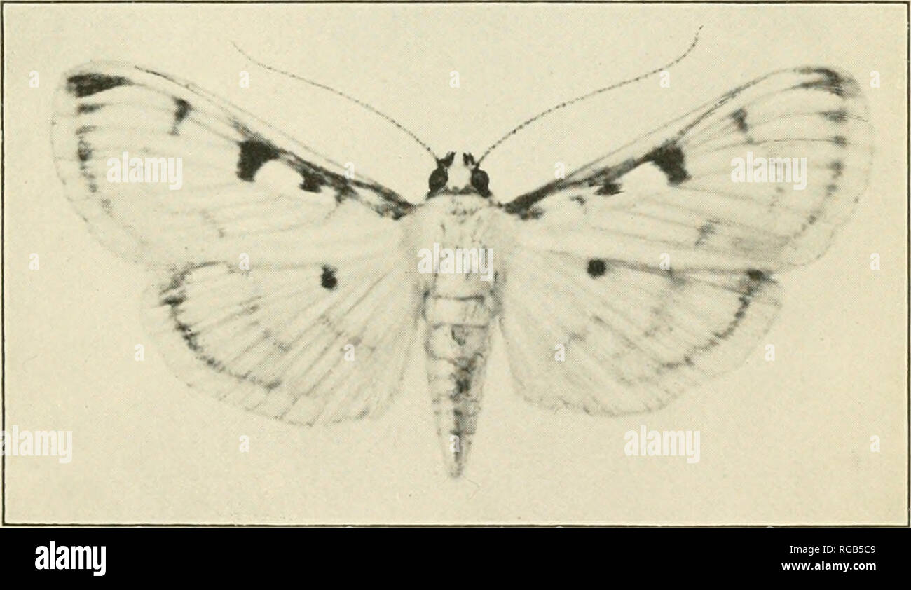 . Bulletin of the U.S. Department of Agriculture. Agriculture. Fig. 1.—Work of the Larva of Pachyzancla periusalis on solanum torvum. (original.). Fig. 2.—Pilocrocis tripunctata: Moth. Enlarged. (Original.) LEPIDOPTERA INJURIOUS TO VEGETABLES IN PORTO RICO.. Please note that these images are extracted from scanned page images that may have been digitally enhanced for readability - coloration and appearance of these illustrations may not perfectly resemble the original work.. United States. Dept. of Agriculture. [Washington, D. C. ?] : The Department : Supt. of Docs. , Govt. Print. Off. Stock Photo