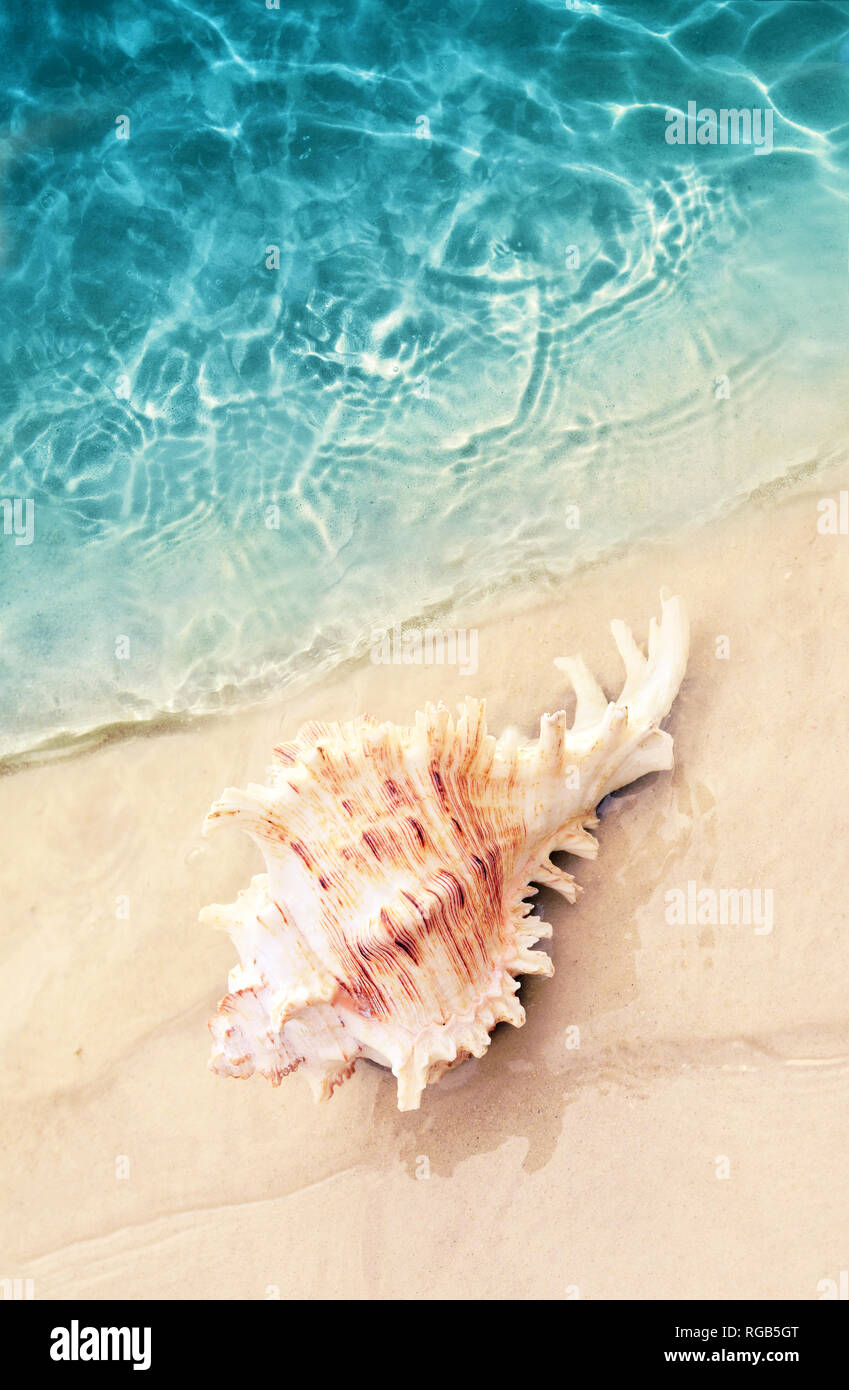 Seashell on the summer beach in sea water. Summer background. Summer time. Stock Photo