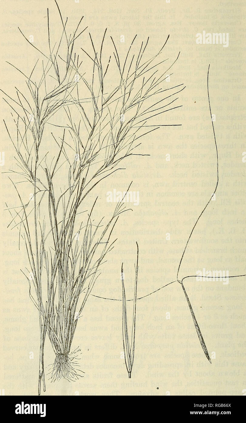 . Bulletin of the U.S. Department of Agriculture. Agriculture; Agriculture. 164 BULLETIN 772, U. S. DEPAETMENT OF AGEICULTURE.. Fig. 95.—Needle grass, Aristida oligantlia. Plant, X i ; glumes and floret, X 2.. Please note that these images are extracted from scanned page images that may have been digitally enhanced for readability - coloration and appearance of these illustrations may not perfectly resemble the original work.. United States. Dept. of Agriculture. [Washington, D. C. ?] : The Dept. : Supt. of Docs. , G. P. O. Stock Photo