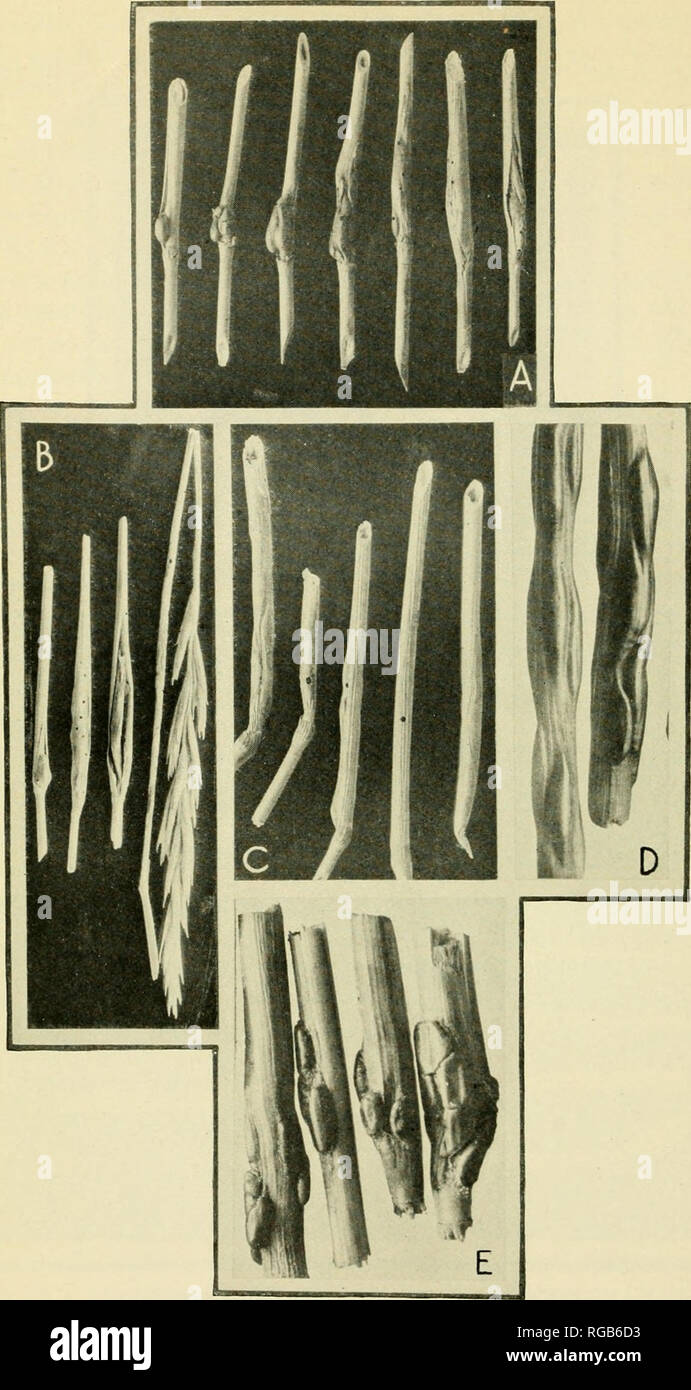 . Bulletin of the U.S. Department of Agriculture. Agriculture. Bui. 808, U. S. Dept. of Agriculture. Plate VI.. JoiNTWORM Flies of the Genus Harmolita. A, Characteristic galls of //. elymicola in Elymus sp., slightly reduced; B, two types of injury to Agropyron sp. by H. allantica, those to the left being sheath galls and the long stems to the right being stem galls, slightly reduced; C, Typical galls of the Festuca jointworm (H. festucae), about natural size; D, E, characK-ristic galls of H. elyniophthora,ensiTgedshghiy. (Photographs D and E by Mr. C. N. Aiuslie.). Please note that these im Stock Photo
