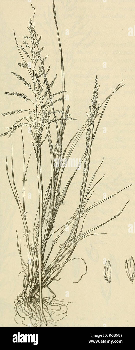 . Bulletin of the U.S. Department of Agriculture. Agriculture; Agriculture. GEN1EEA OF GRASSES OF THE UNITED STATES. 151 is much Arizona Montana and Texas. Sporoholios wrightii Mimro, saccaton, taller, -vrith a large but narrow panicle. This is found from to western Texas. Most of the per- ennial species of Sporobolus are pal- atable forage, grasses, but few of them are abundant enough to be of im- portance. On the Arizona Plateau, S. inten^uptv^ Yasey is an i m p o r t a n t range grass. It is called black sporo- bolus, because of the dark, narrow, loosely flowered panicle. 70, Blephaeonetjeo Stock Photo