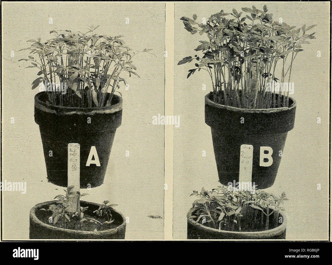 . Bulletin of the U.S. Department of Agriculture. Agriculture; Agriculture. Fig. I.—Lettuce Plants from Bench Sections Nos. 3 and 4, Shown in Plate III, Figure 2. Note (A) the white, healthy, vigorous root systems from plants grown in treated section No. 3, as compared with (£, C, and D) the nematode in£e4ted and blackened, Rhizoctonia-diseased roots from untreated section No. 4.. Fig. 2.—Tomato Plants Grown in 4-Inch Pots of (A.) Treated and Untreated Infested Soil as Compared with (B.) Treated and Untreated Fresh Green- house Soil, Experiment Series II. Note the pronounced differences in siz Stock Photo