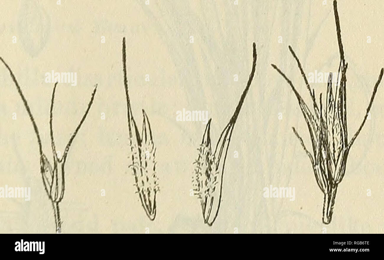 . Bulletin of the U.S. Department of Agriculture. Agriculture; Agriculture. Fig. 70.—Wolftail, Lyourus phleoides. Plant, X I ; group of two spikelets, gluirieH of fertile splkclct, and two viewH of fertile floret, X 5. extends; north to Texas, Colorado, and Arizona, poilaiit coiiatiLuoiit of grazing areas. It is often an im-. Please note that these images are extracted from scanned page images that may have been digitally enhanced for readability - coloration and appearance of these illustrations may not perfectly resemble the original work.. United States. Dept. of Agriculture. [Washington, D Stock Photo
