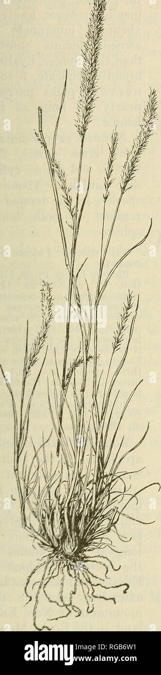 . Bulletin of the U.S. Department of Agriculture. Agriculture; Agriculture. GENERA OF GRASSES OF THE UNITED STATES. 139 stock, and P. monspeliensis is sometimes sufficiently abundant on low meadows to be of importance. %L 63. Lycurus H. B. K. Spikelets 1-flowered, the rachilla articulate above the glumes; glumes awned, the first usually 2-awned; lemma narrow, firm, longer than the glumes, terminating in a slender awn. Low perennial grasses, with dense spikelike panicles, the spikelets borne in pairs, the lower of the pair sterile, the short branchlets deciduous. Spe- cies two, in arid regions  Stock Photo