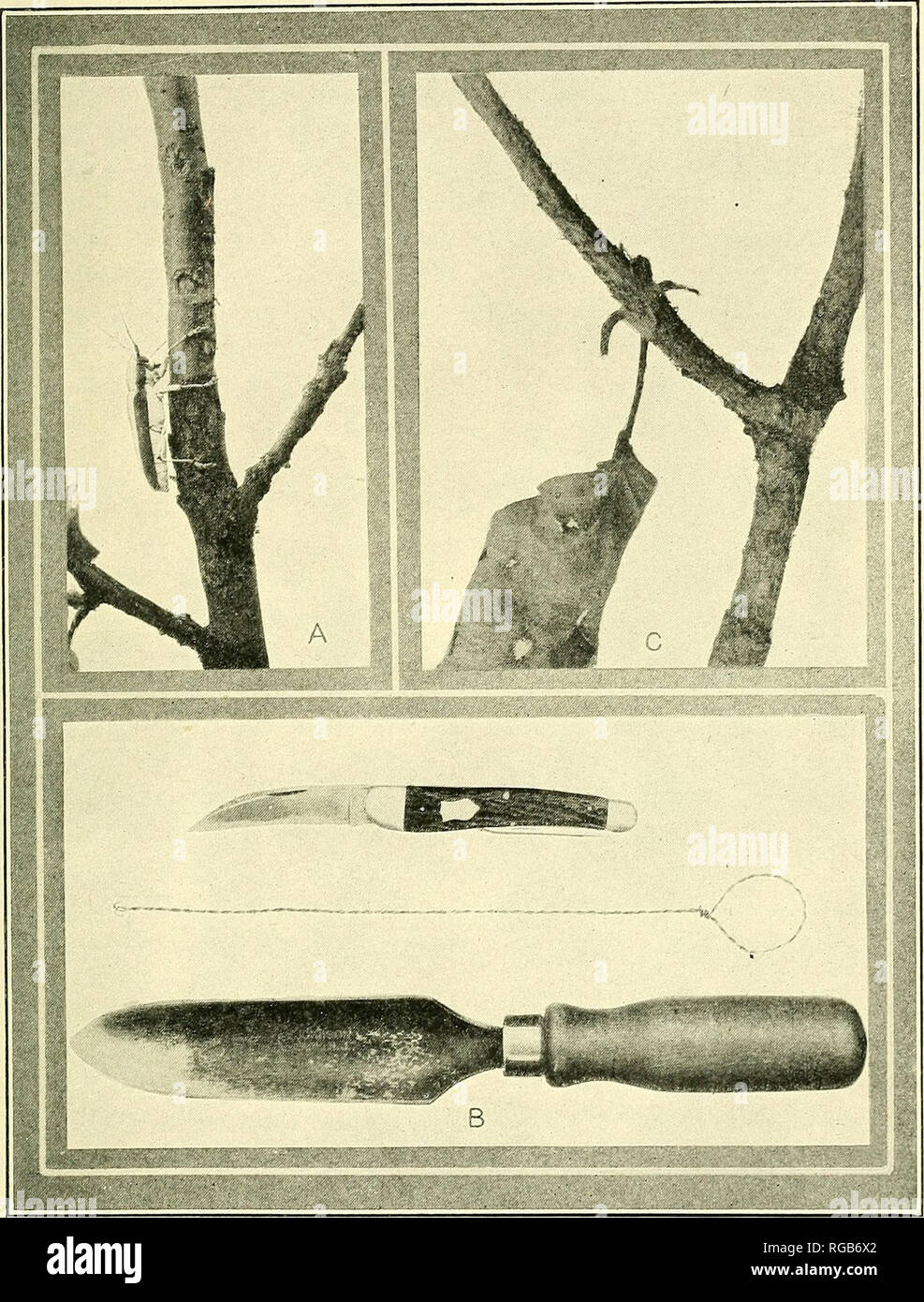. Bulletin of the U.S. Department of Agriculture. Agriculture; Agriculture. Bui. 847, U. S. Dept. of Agriculture. Plate IX.. ROUNDHEADED APPLE-TREE BORER. A, Beetle gnawing bark from apple branch. B, Tools for use in worming trees. C, Apple branch denuded of bark by beetles.. Please note that these images are extracted from scanned page images that may have been digitally enhanced for readability - coloration and appearance of these illustrations may not perfectly resemble the original work.. United States. Dept. of Agriculture. [Washington, D. C. ?] : The Dept. : Supt. of Docs. , G. P. O. Stock Photo