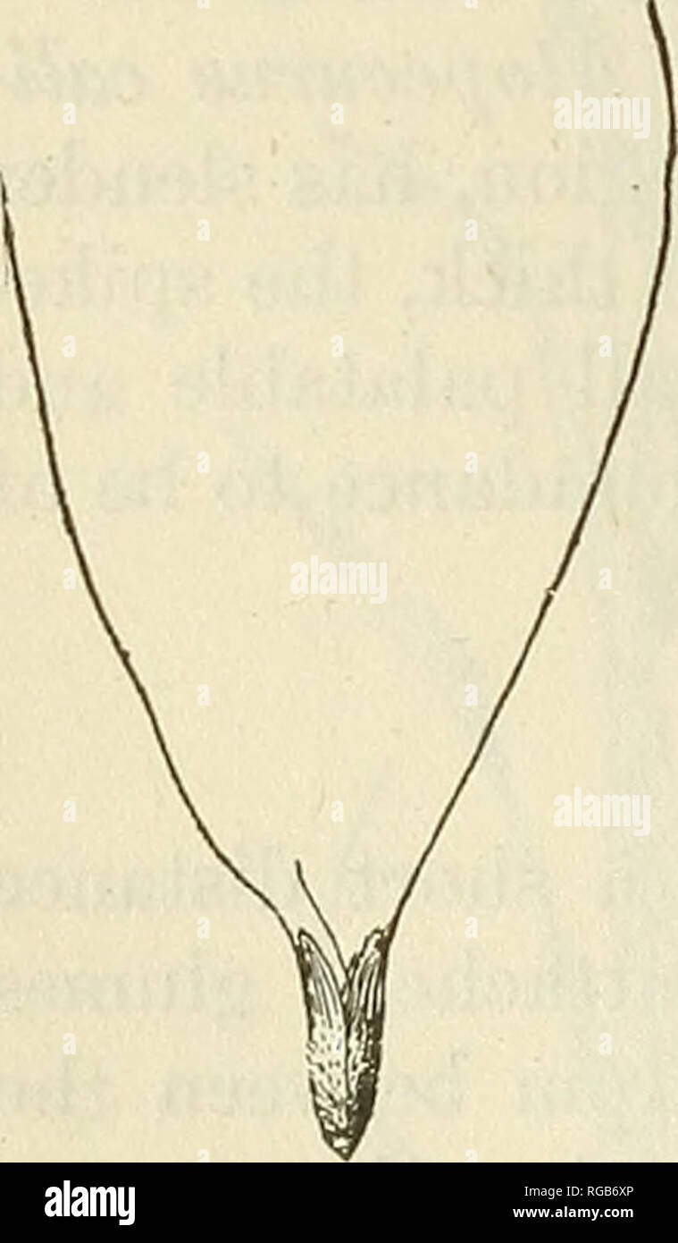 . Bulletin of the U.S. Department of Agriculture. Agriculture; Agriculture. 138 BULLETIN 172, TT. S. DEPARTMEITT OF AGRICULTURE. Polypogon liitosus (Poir.) Hitclic. {Agrostis lutosa Poir., P. lit- toralis J. E. Smith, based on Agrostis Uttoralis With., 1796, not Lam., 1791), a perennial with awns scarcely longer than the glumes, is frequent on the Pacific coast. Polypogon moiixspeli- ensis (L.) Desf. (fig. 75) is an annual with soft, bristly, green or yellowish spikes 1 to 6 inches long, the awns much longer than the glumes. This is a common weed on the Pacific coast and is occa- sional in the Stock Photo