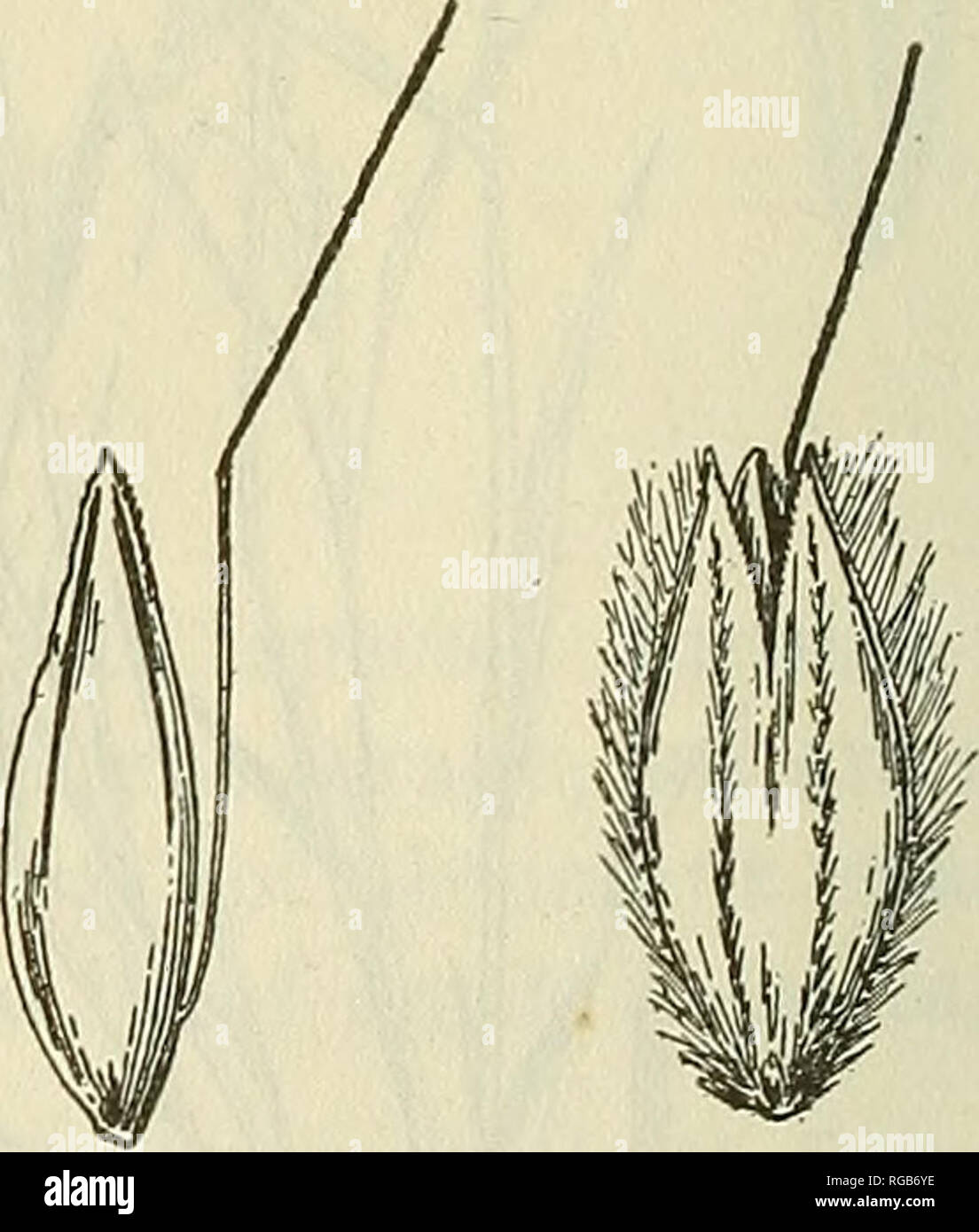 . Bulletin of the U.S. Department of Agriculture. Agriculture; Agriculture. glumes has been named L. arhansana pilosa (Trin.) Scribn. 61. Alopecurtjs L., the meadow foxtails. Spikelets 1-flowered, disar- ticulating below the glumes, strongly compressed laterally; glumes equal, awnless, usually united at base, ciliate on the keel; lemma about as long as the glumes, 5-nerved, ob- tuse, the margins united at base, bearing from below the middle a slender dorsal awn, this included or ex- serted two or three times the length of the spikelet; palea wanting. Low or moderately tall per- ennial grasses  Stock Photo