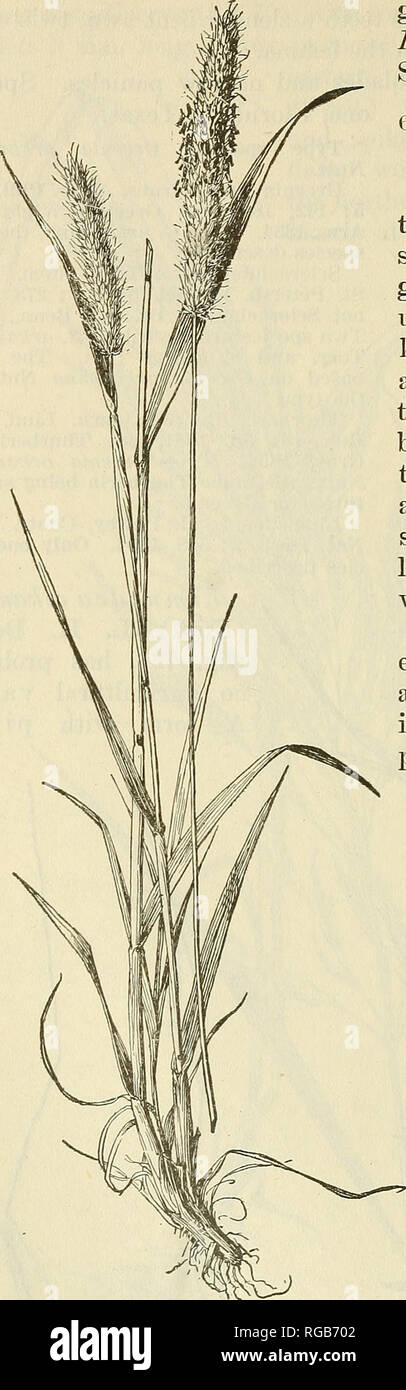 . Bulletin of the U.S. Department of Agriculture. Agriculture; Agriculture. 136 BULLETIN 772, U. S. DEPARTMENT OF AGRICULTURE.. glumes has been named L. arhansana pilosa (Trin.) Scribn. 61. Alopecurtjs L., the meadow foxtails. Spikelets 1-flowered, disar- ticulating below the glumes, strongly compressed laterally; glumes equal, awnless, usually united at base, ciliate on the keel; lemma about as long as the glumes, 5-nerved, ob- tuse, the margins united at base, bearing from below the middle a slender dorsal awn, this included or ex- serted two or three times the length of the spikelet; palea  Stock Photo