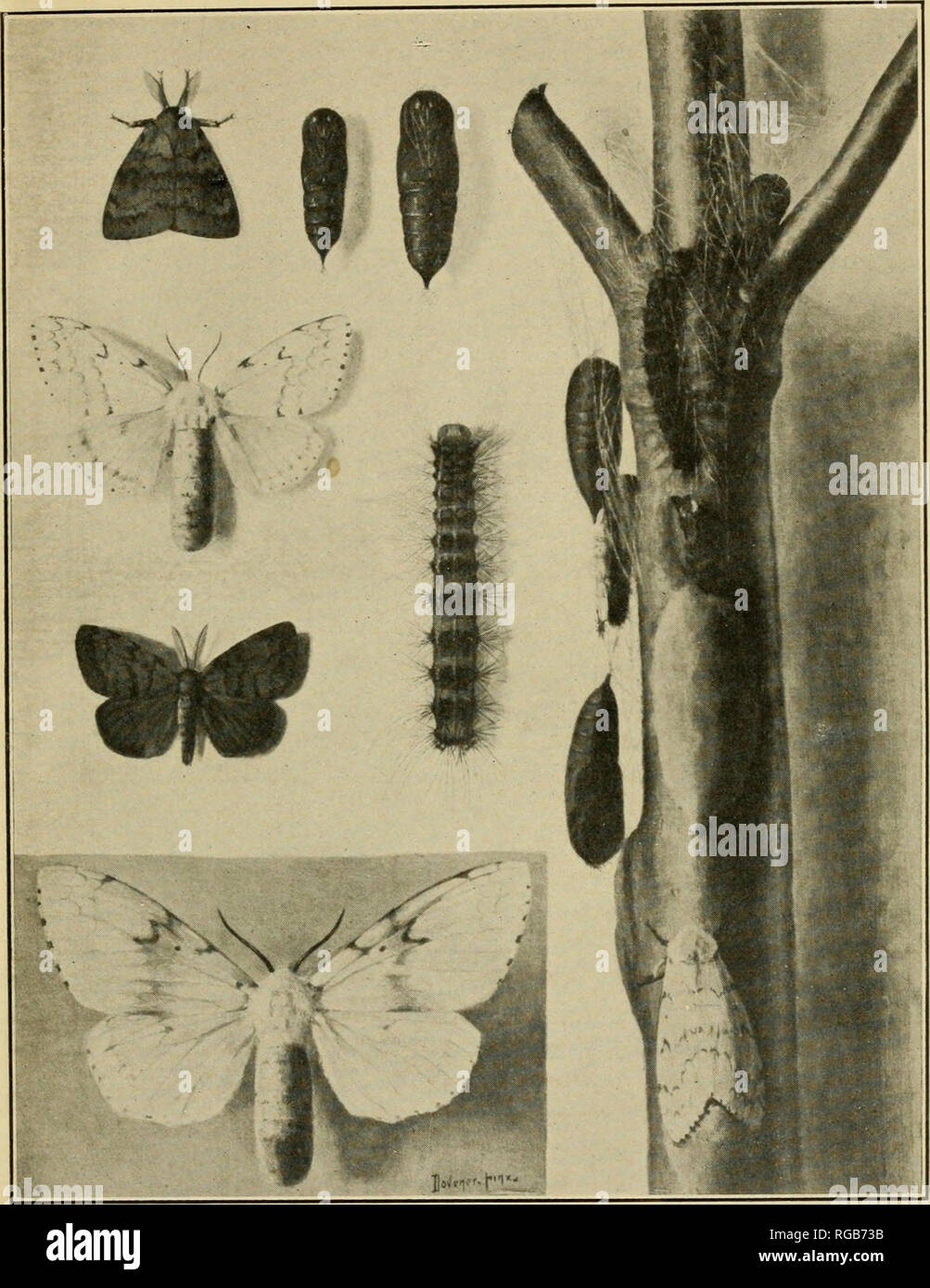 . Bulletin of the U.S. Department of Agriculture. Agriculture. Bui. 204, U. S. Dept. of Agriculture. Plate I.. The Gipsy Moth (Porthetria dispar). Upper left, male moth with wings folded ; just below this, female moth with wings spread ; just below this, male moth with wings spread; lower left, female moth, enlarged; top center, male pupa at left, female pupa at right; center, larva; on branch, at top, newly formed pupa; on branch; just below this, larva ready to pupate; on branch, left side, pups; on branch, center, egg cluster, on branch, at bottom, female moth depositing egg cluster. All sl Stock Photo