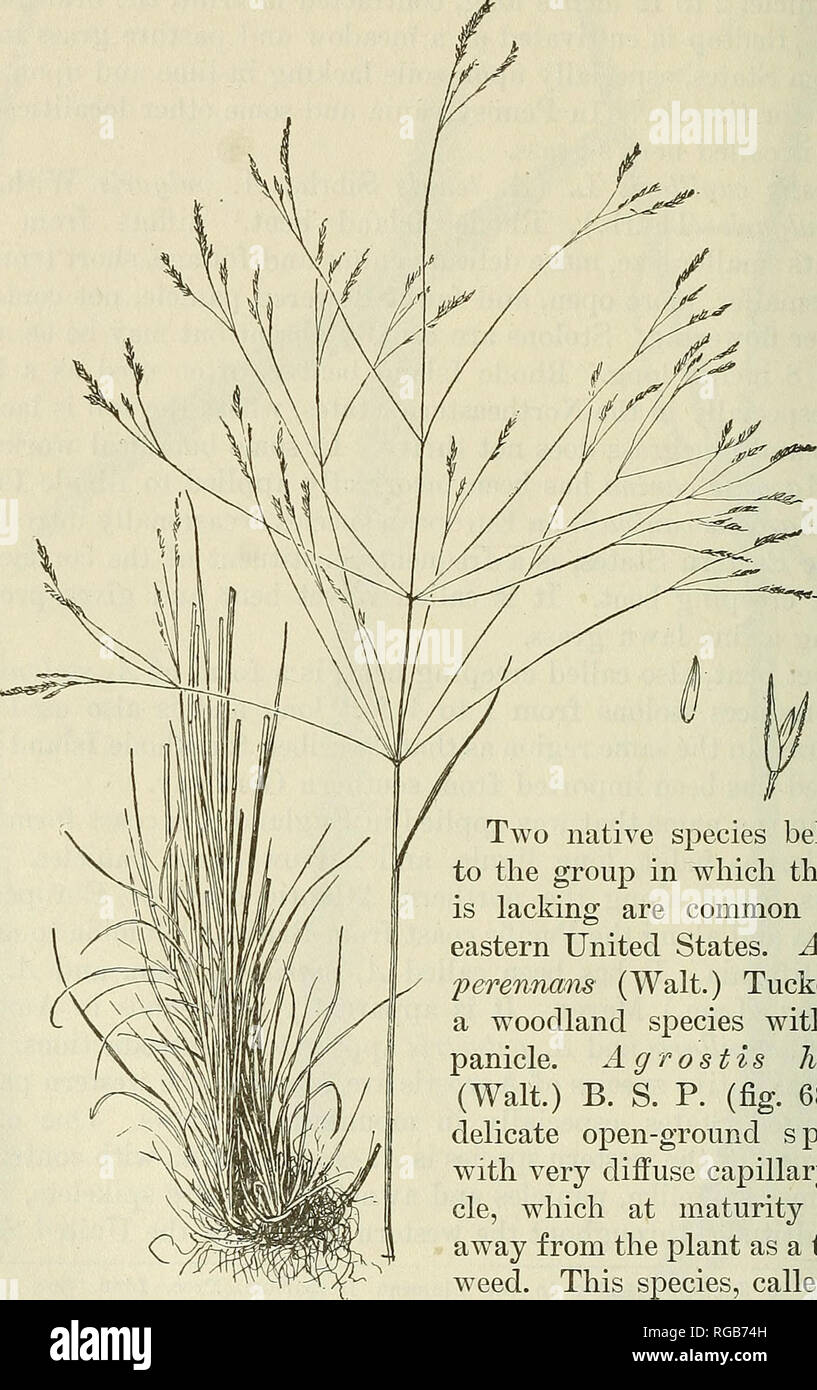 . Bulletin of the U.S. Department of Agriculture. Agriculture; Agriculture. 130 BULLETIN 772, U. S. DEPARTMENT OF AGEICULTURE. This is an important range grass. Common on the Pacific slope is A. diegoensis Vasey, with creeping rhizomes, spreading panicles, and often awned spikelets. 'â 'iw-^. Two native species belonging to the group in which the palea is lacking are common in the eastern United States. Agrostis perennans (Walt.) Tuckerm. is a woodland species with open panicle. Agrostis hiemalis (Walt.) B. S. P. (fig. 68) is a delicate open-ground species with very diffuse capillary pani- cle Stock Photo