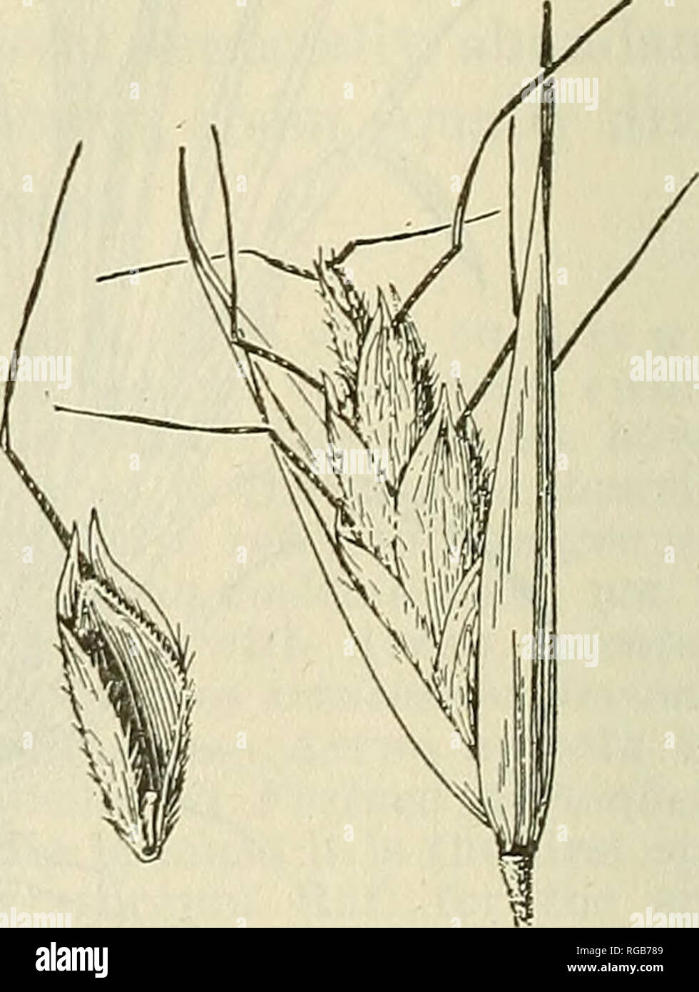 . Bulletin of the U.S. Department of Agriculture. Agriculture; Agriculture. Fig. 63.—Wild oat-grass, Danthonia spicata. Plant, X I ; spikelet, floret, and a cleisfo- gene from the axil of a lower leaf, all X 5. 1 TMselt. Dyer, PI. Cap. 7: 512. 1898. &quot; See following paragi'apli on Merathrepta. 3 Chase, Amer. Journ. Bot. 5:254. 1918.. Please note that these images are extracted from scanned page images that may have been digitally enhanced for readability - coloration and appearance of these illustrations may not perfectly resemble the original work.. United States. Dept. of Agriculture. [W Stock Photo