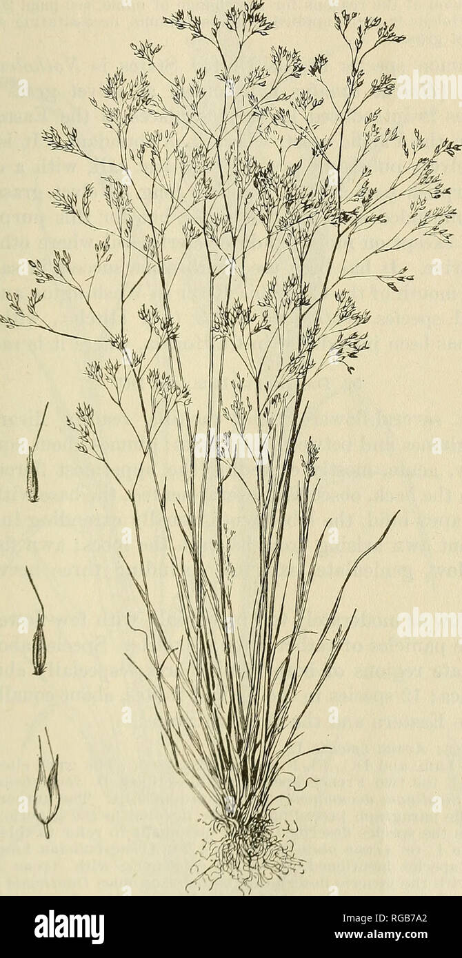 . Bulletin of the U.S. Department of Agriculture. Agriculture; Agriculture. GENERA OF GRASSES OF THE UNITED STATES. 117 the two florets; first floret perfect, its lemma awnless; second floret staminate, its lemma awned on the back.. Fig. 01.—AKpriH cwryophyllea. I'lunt, X a ; spikelet ami two vicw.s of floret, X 5. Perennial fjras.ses, with flat blades and contracted panicles. Species about eiglit, Europe and Africa; two introduced into the United States. Typo spfrifs: TTohv.t Innafna Ty. flinariiiiii liiiharii. M. r.vrcii. 4: .321, 1001, not Sfop., 1777, nor Diotr., 1804. T.iiscrl oti &quot;  Stock Photo