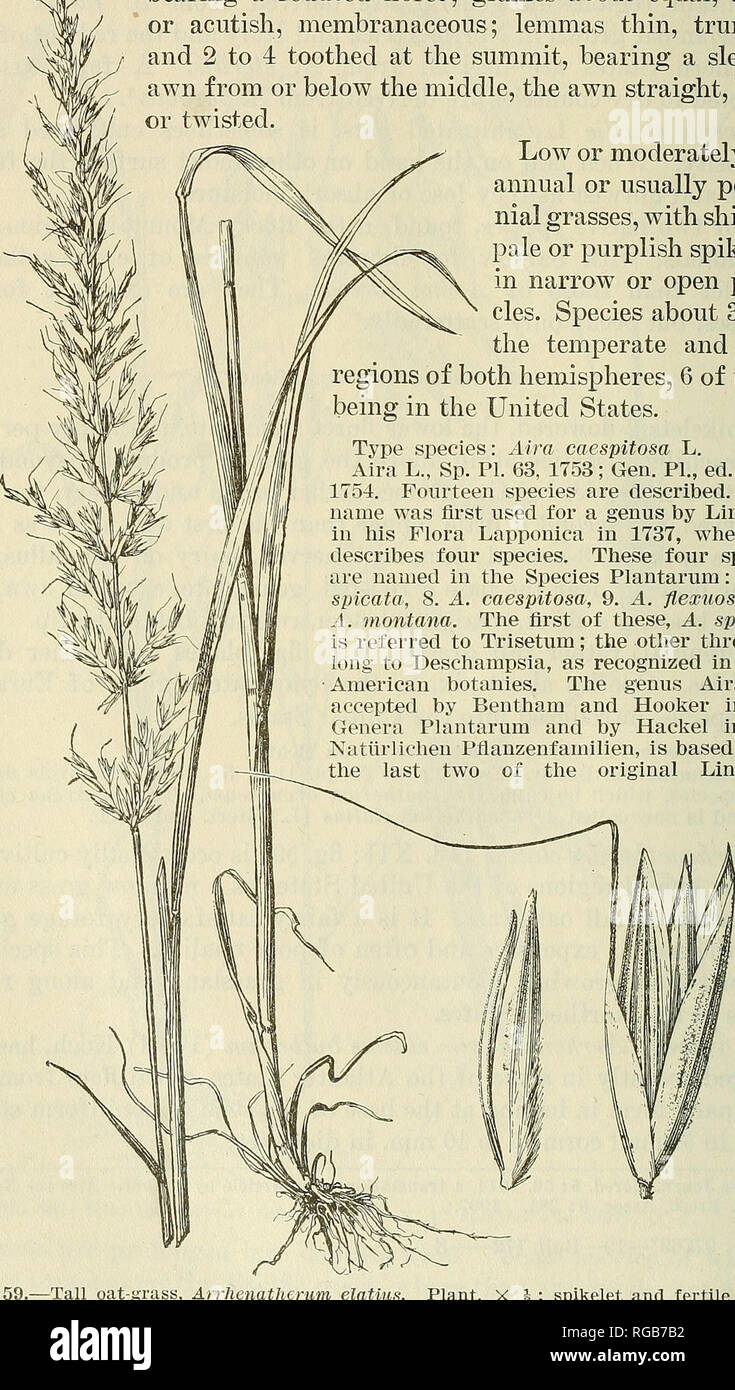 . Bulletin of the U.S. Department of Agriculture. Agriculture; Agriculture. 114 BULLETIN 112, U. S. DEPARTMENT OF AGRICULTURE. 49. AiRA L. {Deschampsia Beauv.) Spikelets 2-flowered, disarticulating above the glumes, the hairy rachilla prolonged behind the upper floret as a stipe, this sometimes ^1 ^ bearing a reduced floret; glumes about equal, acute or acutish, membranaceous; lemmas thin, truncate and 2 to 4 toothed at the summit, bearing a slender awn from or below the middle, the awn straight, bent, or twisted. Low or moderately tall annual or usually peren- nial grasses, with shining pale  Stock Photo