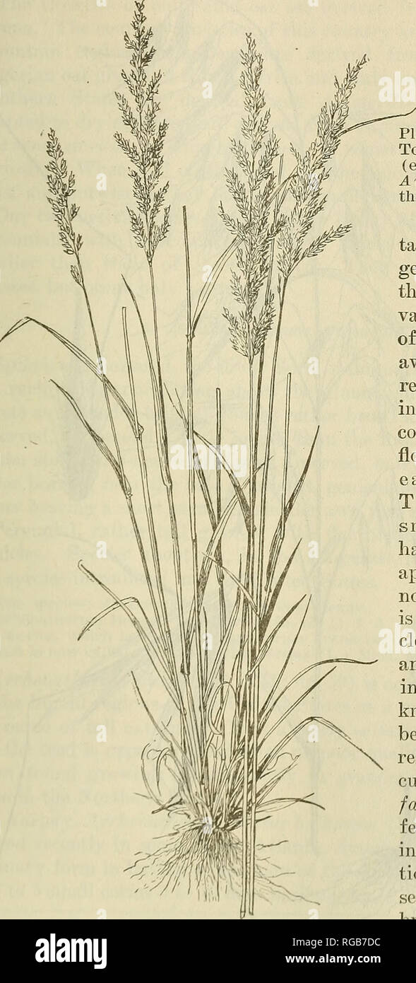 . Bulletin of the U.S. Department of Agriculture. Agriculture; Agriculture. GENERA OF GRASSES OF THE UNITED STATES. Ill Stipa, A. elatior to Arrhenatheruiu, A. pennsylvanica to Trisetum, A. flavescens to Trisetum, A. fragilis to Gaudinia, A. spicata to Danthonia. In the Genera. awn. Plantarum, Linnaeus cites Tournefort's figure 267 (error for 297), which is Aveiva sativa. Hence this is the type species. The most impor- tant species of the genus is Avena sativa, the familiar culti- vated oat. In many of the varieties the awn is straight, often reduced, or even want- ing. The spikelets contain u Stock Photo