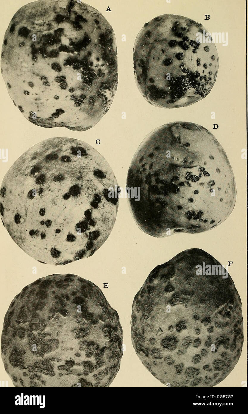 . Bulletin of the U.S. Department of Agriculture. Agriculture; Agriculture. Bui. 82, U. S. Dept. of Agriculture. PLATE II.. Four Tubers (A, B, 0, and 1&gt;) Infected with Spongospora Subterranea Col- lected in New Brunswick, Dominion of Canada, on October 1, 1913. They represent the scabby stage of the disease. The sori niiiy be either isolated or grouped, us shown in .1 and B. The variation in size and general appearance of the sori is brought out in Cand I&gt;. In the tuber marked 1) the sori are only about half as large and more superficial than in C. Two tubers infected with Oospora scab a Stock Photo