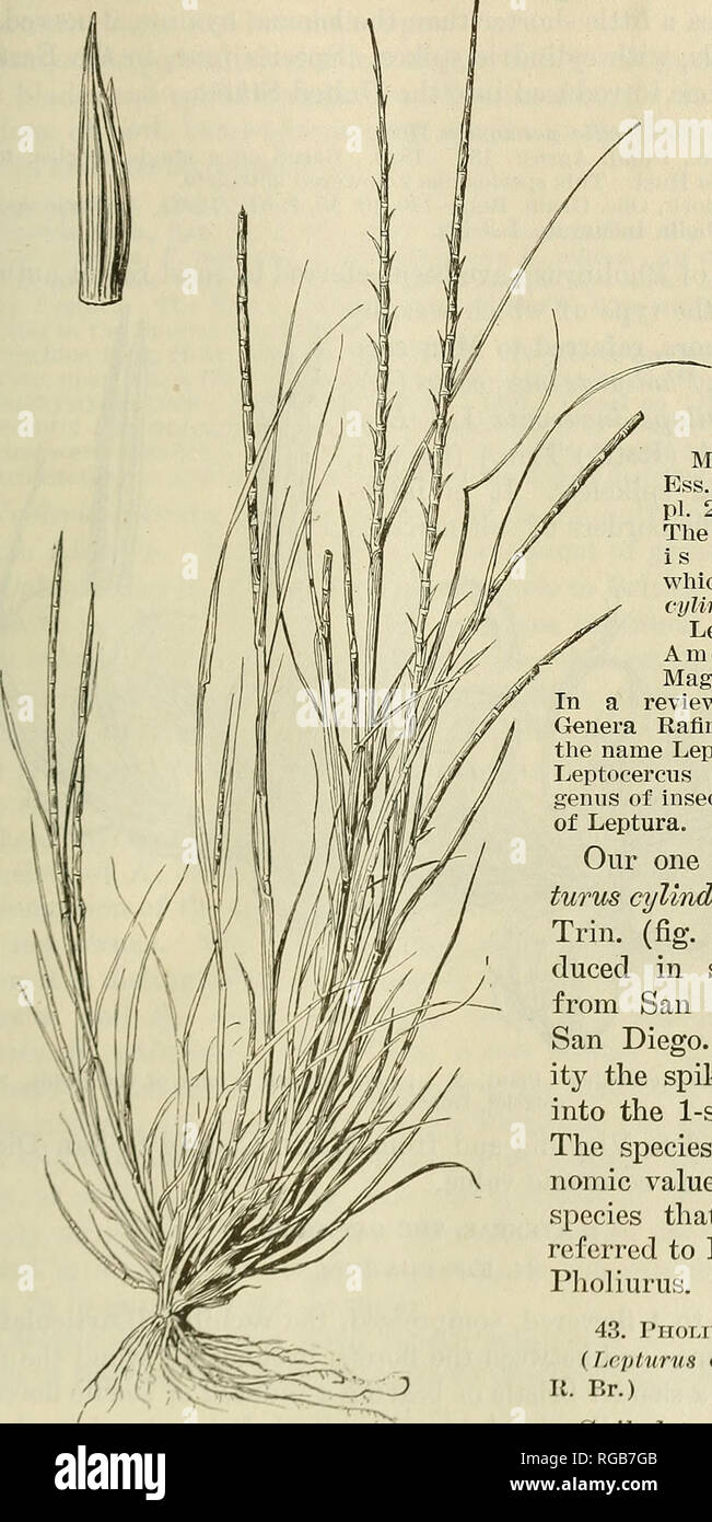 . Bulletin of the U.S. Department of Agriculture. Agriculture; Agriculture. GETSTEEA OF GRASSES OF THE UNITED STATES. 105 Type species: EotthoelUa repens Forst. Lepturns R. Br., Prodr. Fl. Nov. Holl. 207. 1810. One species describecl, L. repens, based on RottboeUia reijcns Forst.. Monernia Beanv., Ess. Agrost. 116, pi. 20, f. 10. 1812. Tlie species figured is M. monandra, wliich is Lepturus cyUndrica. Leptocercus Raf., Amer. Montlily Mag. 4: 190. 1819. In a review of Nuttall's Genera Rafinesque changes tlie name Lepturus R. Br. to Leptocercus because of a genus of insects by the name of Leptur Stock Photo