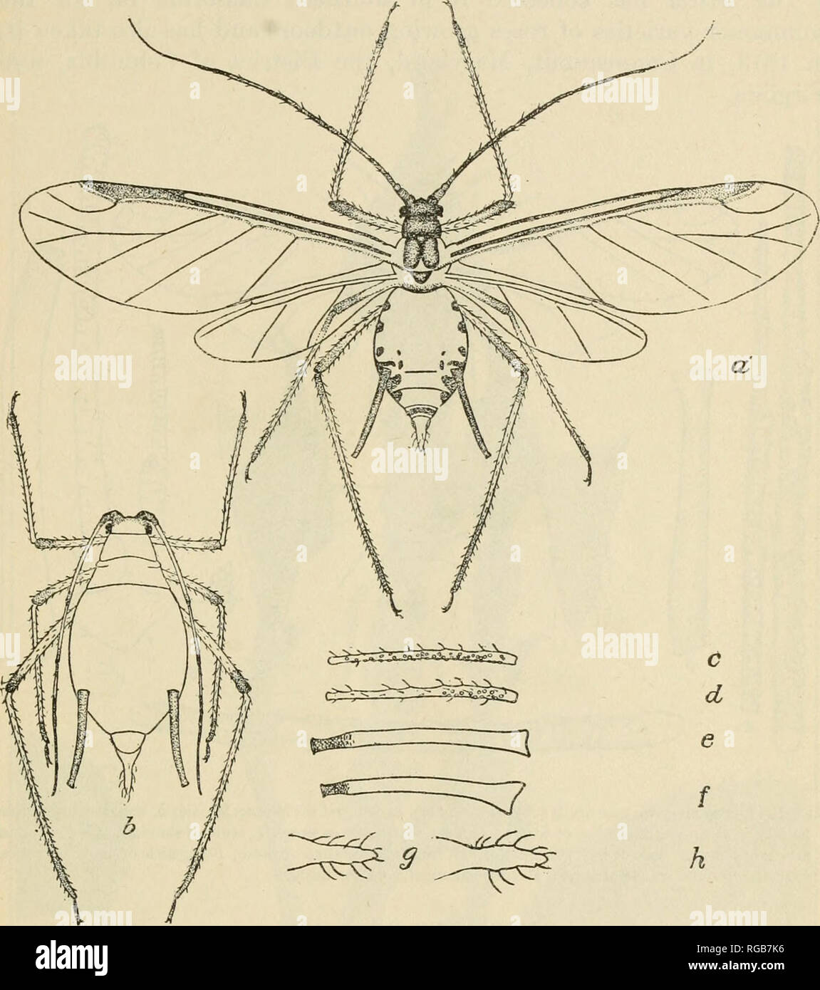 . Bulletin of the U.S. Department of Agriculture. Agriculture. THE ROSE APHIS. 6 eyes are dark red, the cauda is yellowish, and the veins of the wings are light yellow. The legs, antennae, and cornicles are very long and slender, the antennae longer than the body. The length of -the body is about one-twelfth of an inch (2.5 mm.) from the front to the tip of the cauda and the length of wing about one-sixth of an inch (4.2 mm.).. Fig. 1.—The rose aphis (^Macrosiphum rosx): a, Winged viviparoiis female; 6, wingless viviparous female; c, e, g, third antennal article, cornicle, and style, respectiv Stock Photo