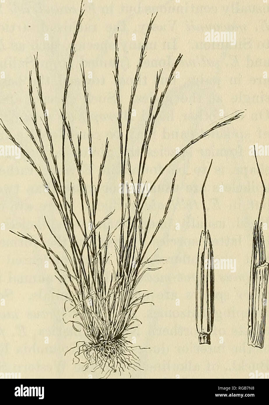 . Bulletin of the U.S. Department of Agriculture. Agriculture; Agriculture. GENEEA OF GRASSES OF THE UNITED STATES. 93 37. Elymus L. Spikelets 2 to 6 flowered, sessile in pairs (rarely 3 or more or soli- tary) at each node of a continuous rachis, the florets dorsiventral to the rachis: rachilla disarticulating above the glumes and between the florets; glmnes equal, usually rigid, sometimes indurate below, nar- row, sometimes subulate, 1 to several nerved, acute to aristate, some- what asymmetric and often placed in front of the spikelets; lemmas rounded on the back or nearly terete, obscurely  Stock Photo