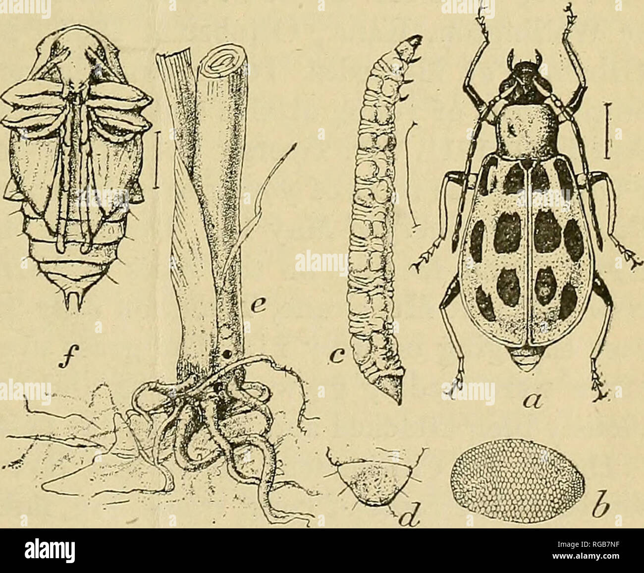 . Bulletin of the U.S. Department of Agriculture. Agriculture; Agriculture. THE SOUTHERN CORN ROOTWORM, OR BUDWORM. By F. M. Webster, In Charge of Cereal and Forage Insect Investigations. DISTRIBUTION. The parent of the southern corn rootworm (Diabrotica duodecim- piinctata Oliv.), or, as it is often termed, the budworm, is a yellow or greenish-yellow beetle having 12 black spots on the back, as shown in figure 1, • a, from which its specific name, meaning &quot; 12-spotted,&quot; is derived. It is closely allied to the almost equally common striped cucumber beetle {Dia- brotica vittata Fab.), Stock Photo