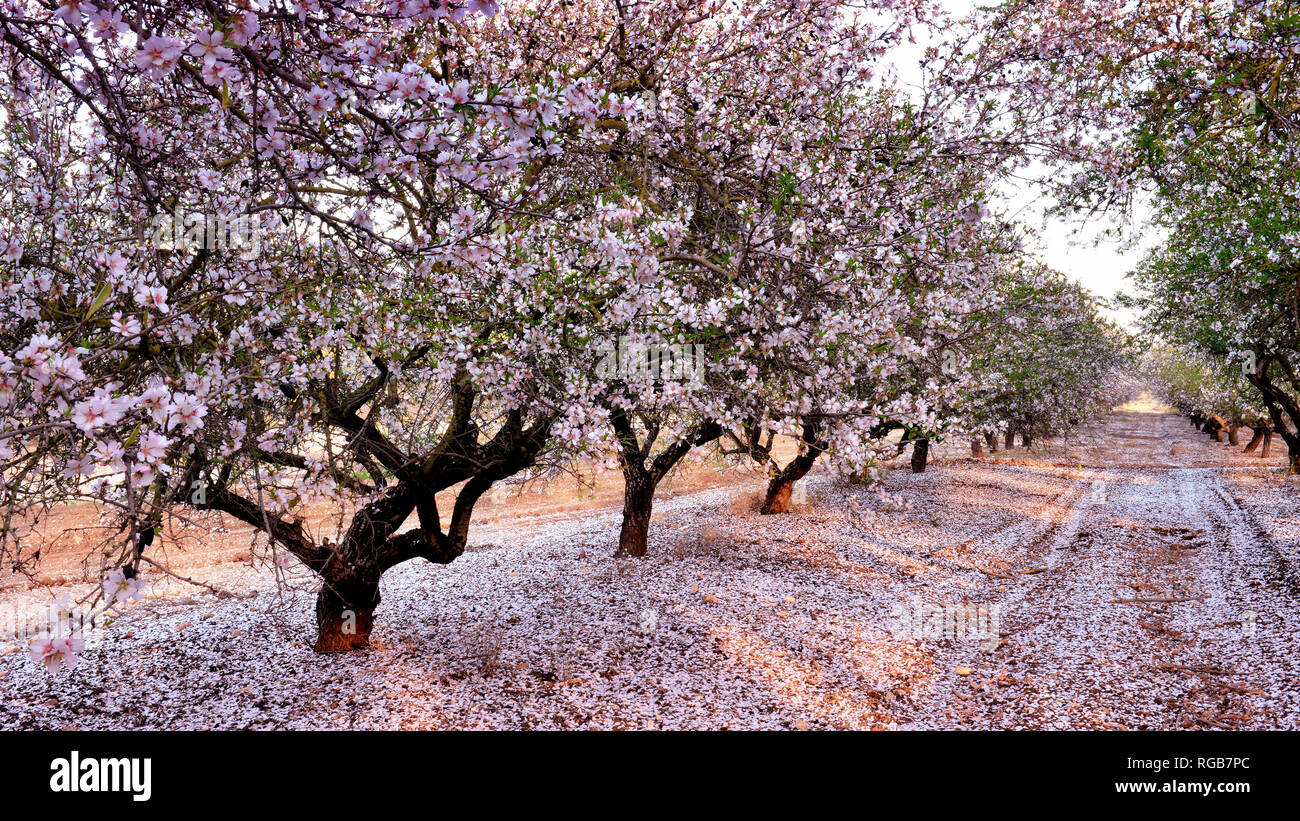 Pink shades of flowering almond at sunset Stock Photo Alamy