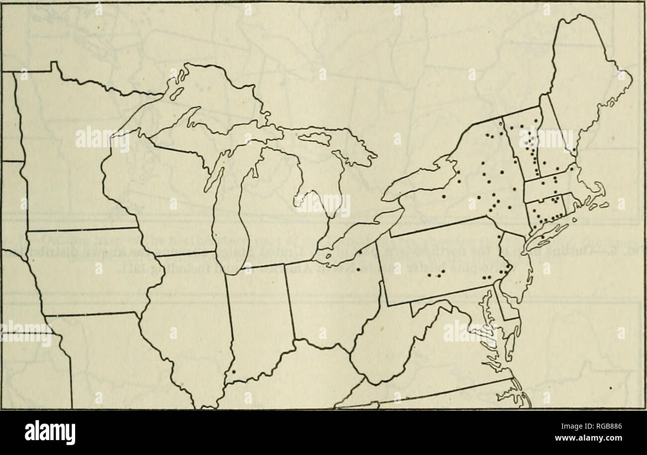 . Bulletin of the U.S. Department of Agriculture. Agriculture; Agriculture. WHITE-PIXE BLISTER RUST. 7 lislied in New England, New York, Wisconsin, Minnesota, and Canada. It has been known since 1892 that there was a fungus on Kibes in the West much resembling Cronartium rihicola, but until 1917 its alternate stage on pines was unknown. In that year the Office of Investigations in Forest Pathology began work upon this western fungus, which was soon found to have an alternate stage on Pinus edulis and P. monophylla in Colorado and Arizona (50, 114) and was named Cronartium occidentale. Its dist Stock Photo
