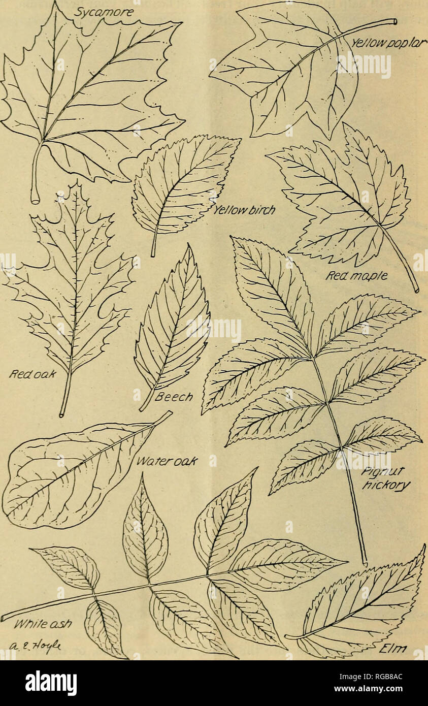 Gathering nuts in may hires stock photography and images Alamy