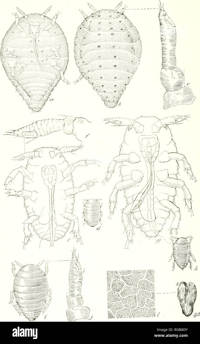 Bulletin of the U.S. Department of Agriculture. Agriculture; Agriculture.  Jul. 903, U. S. Dept. of Agriculture PLATE !X.. The Grape Phylloxera in  California. Phylloxera vitifoliae- a b, c, Adult radicicole: a,