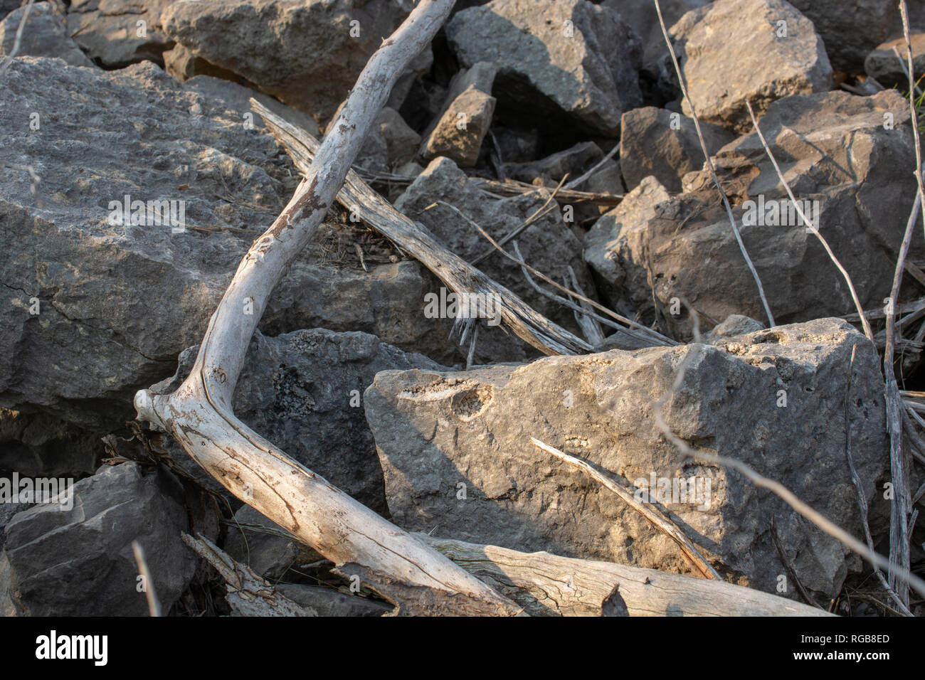 Drift wood and large rocks along a creek in the park during sunset. Stock Photo