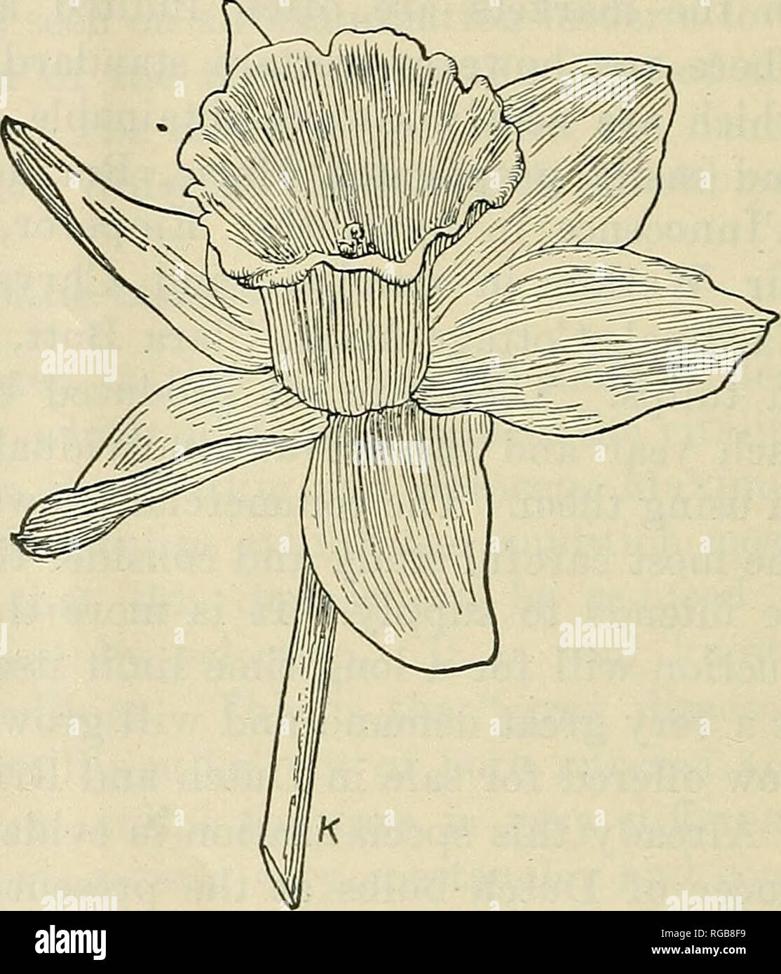 . Bulletin of the U.S. Department of Agriculture. Agriculture; Agriculture. Fig. 21.—The Golden Spur narcissus, a most popu- lar trumpet daffodil.. Fig. 22.- -The Glory of Leyden narcissus (truni' pet daffodil). Telamonius Plenus (Double Van Sion) will usually not give satis- faction after the first year either out of doors or indoors. In all situations where it has been tried, except on the immediate coast north of San Francisco, the North Atlantic coast, and high, cool situations elsewhere, it turns green after the first year. I. Long trumpets (as long as perianth segments).—Daffodils. (a) T Stock Photo