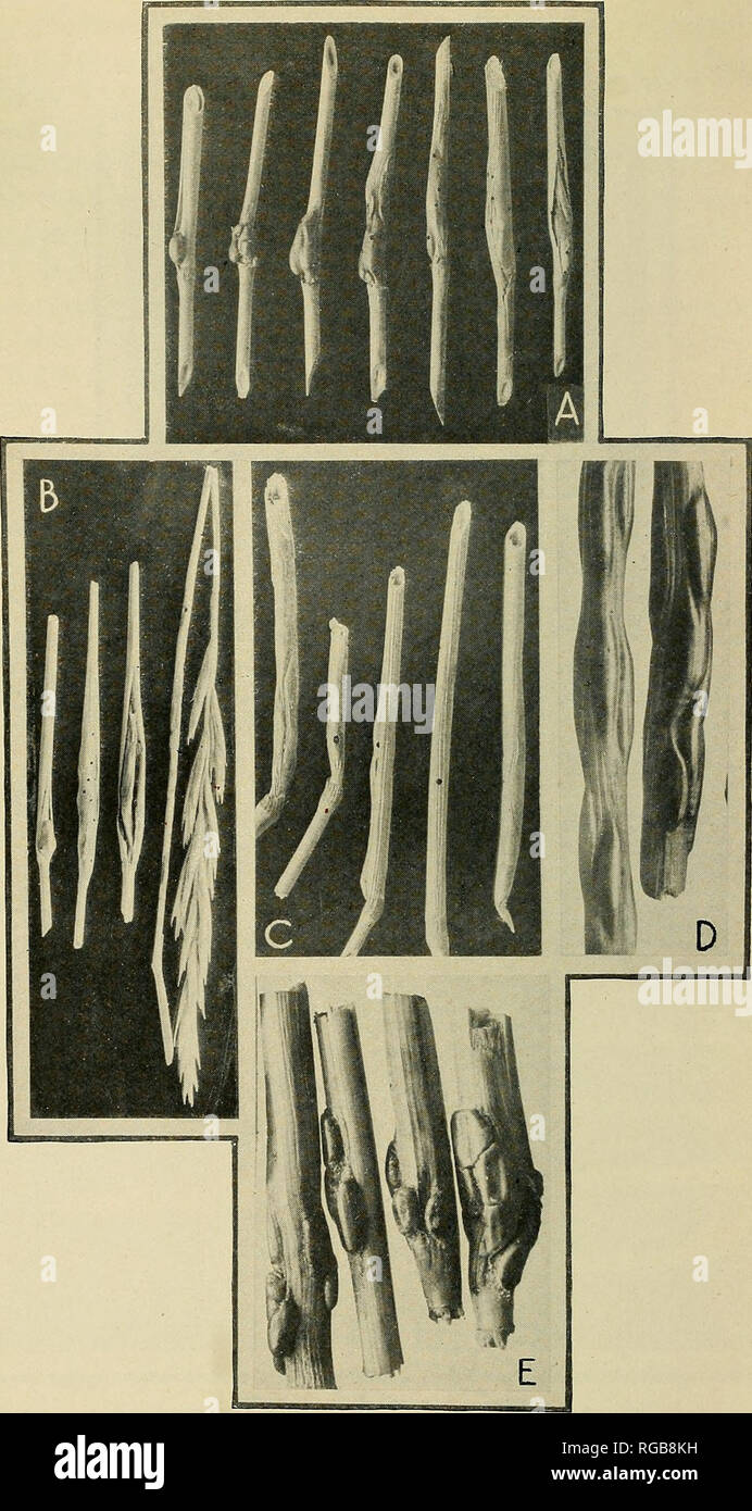 . Bulletin of the U.S. Department of Agriculture. Agriculture; Agriculture. Bui. 808, U. S. Dept. of Agriculture PLATE VI.. JoiNTwoRM Flies of the Genus Harmolita. A, Characteristic galls of H. elymicola in Elymus sp., slightly reduced; B, two types of injury to Agropyron sp. by H. atlantica, those to the left being sheath galls and the long stems to the right being stem galls, slightly reduced; C, Typical galls of the Festuca jointworm (H.festucae), about natural size; D, E, characteristic galls of H. elymophthora, enlarged slightly. (Photographs D and E by Mr. C. N. Ainslie.). Please note th Stock Photo