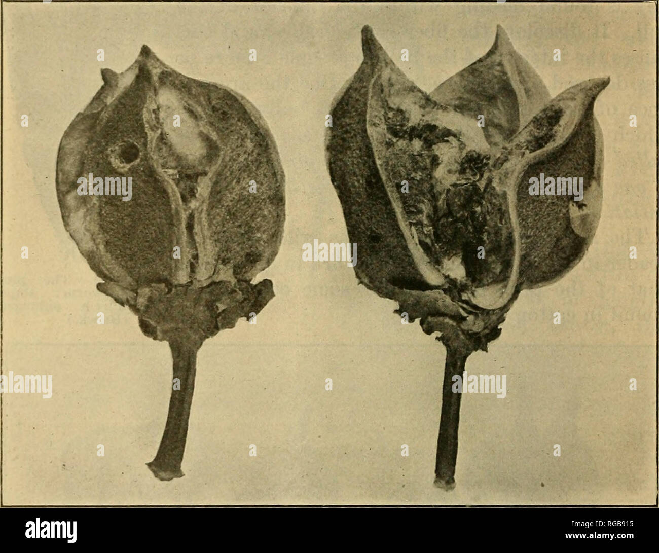 Pink Bollworm High Resolution Stock Photography And Images Alamy