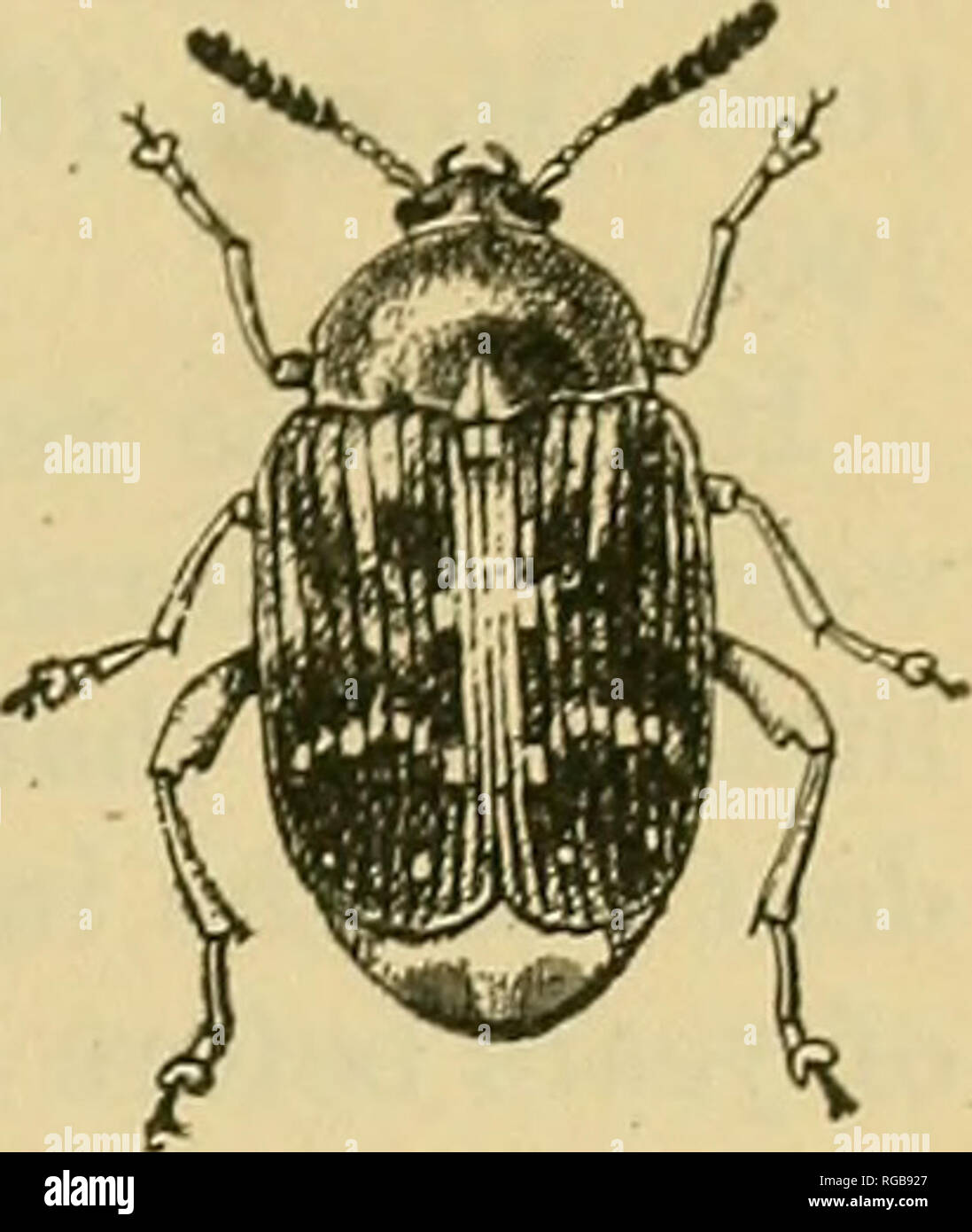 . Bulletin of the U.S. Department of Agriculture. Agriculture; Agriculture. THE BROAD-BEAN WEEVIL. THE ADULT. The adult (fig. 2) is from 3.5 to 4.5 mm. long and a little over half as wide. The general color is black, with white markings on the elytra and pygidiuni, giving it a somewhat mottled grayish appear- ance. The head is dark. The basal four joints of the antennic are reddish brown, the remainder black. The forelegs are reddish brown and black, while the middle and hind pairs are black. The species closely resembles the pea weevil {B. pisoruin L., fig. 3), but may be separated by the fol Stock Photo