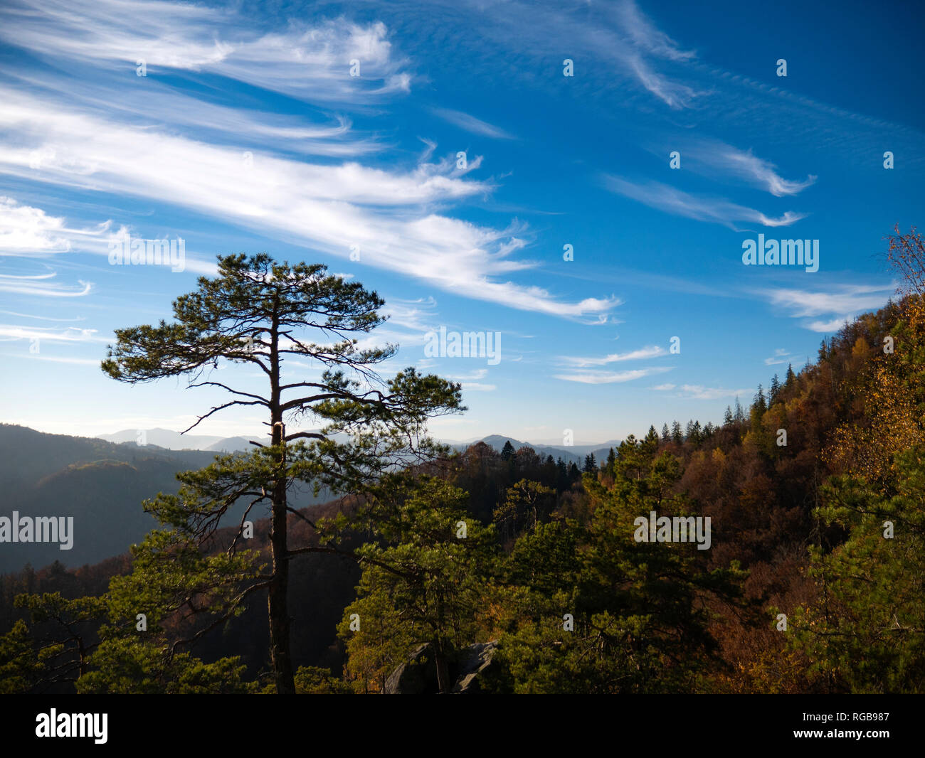 the mountain autumn landscape with colorful forest Stock Photo - Alamy