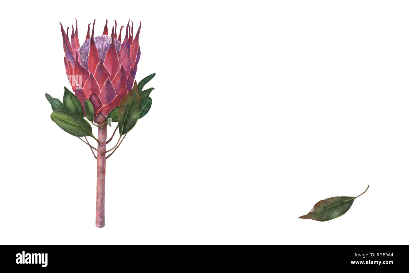 Watercolor hand drawn illustration of colorful king protea plant with flower and leaves. Colorful pink protea, South Africa symbol, isolated on white  Stock Photo