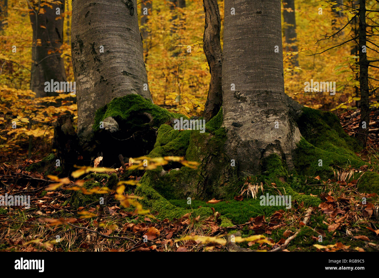 the mountain autumn landscape with colorful forest Stock Photo - Alamy