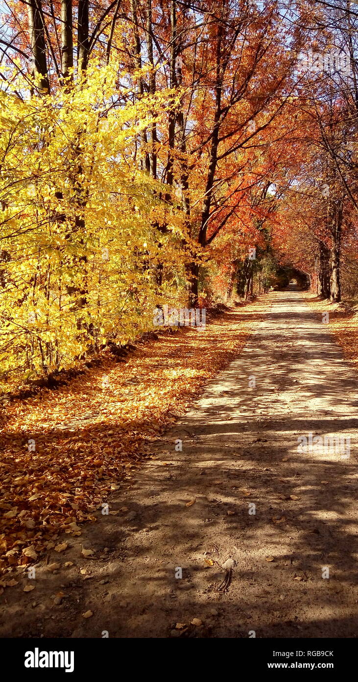 the mountain autumn landscape with colorful forest Stock Photo - Alamy