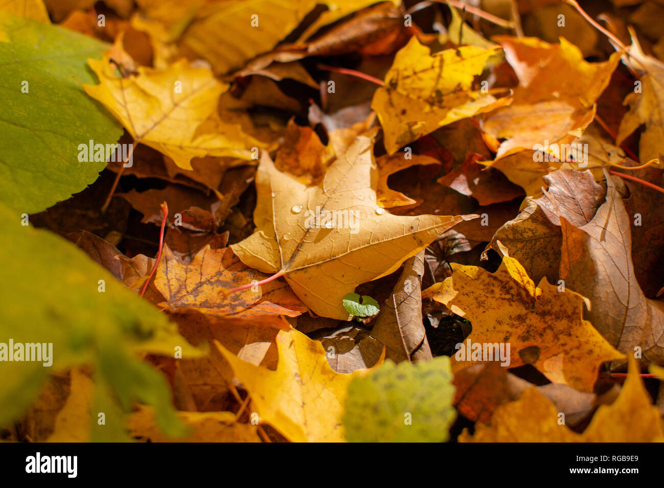 A closeup of a yellow maple leaf with dew drops on top of other fallen fall leaves on a sunny fall day in the woods. Stock Photo