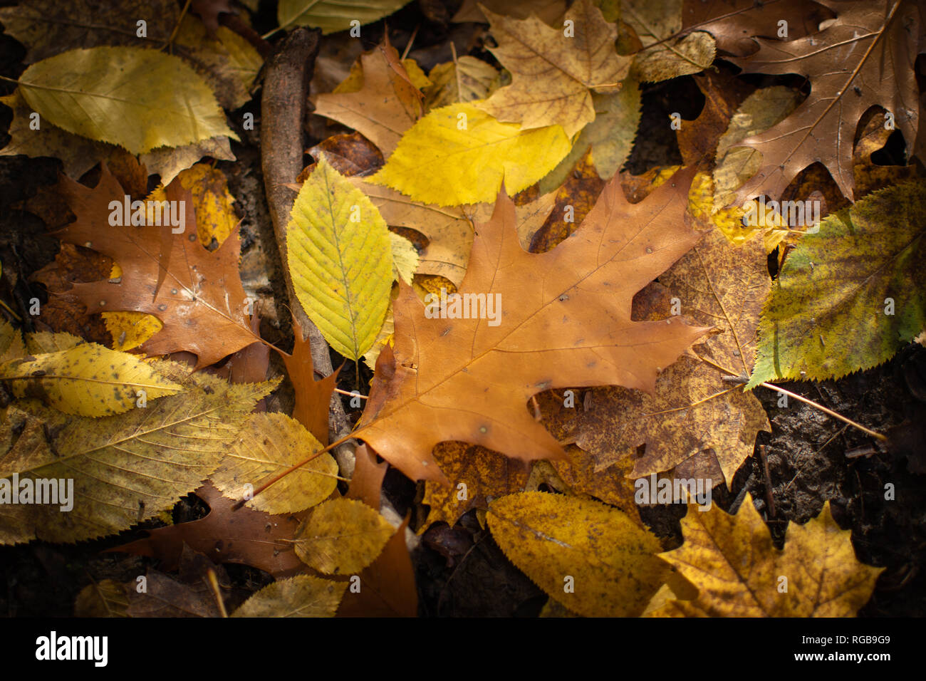 A brown oak leaf centered in the frame on top of other fall leaves ...