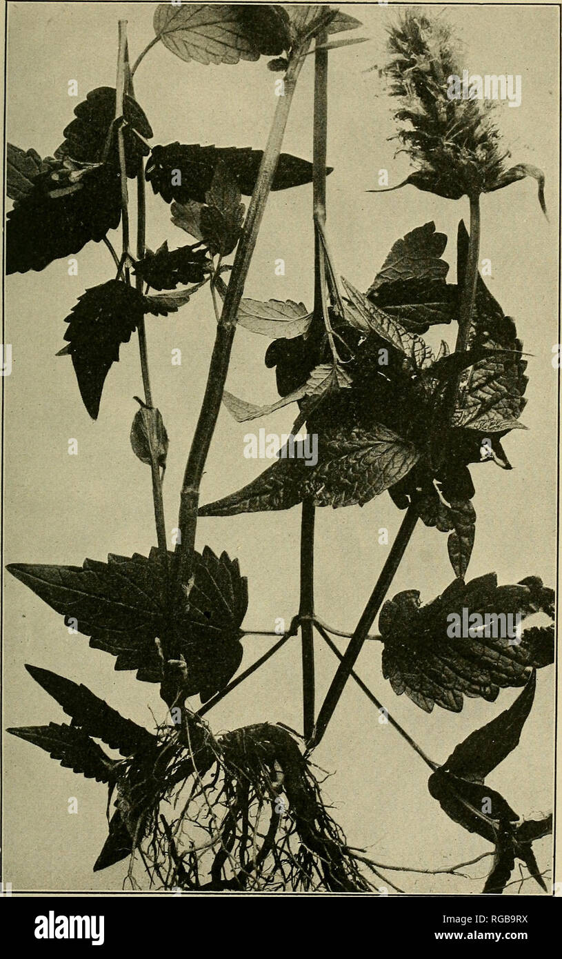 . Bulletin of the U.S. Department of Agriculture. Agriculture; Agriculture. Bui. 545, U. S. Dept. of Agriculture. Plate XLV.. Horsemint(Agastache urticifolia).. Please note that these images are extracted from scanned page images that may have been digitally enhanced for readability - coloration and appearance of these illustrations may not perfectly resemble the original work.. United States. Dept. of Agriculture. [Washington, D. C. ?] : The Dept. : Supt. of Docs. , G. P. O. Stock Photo