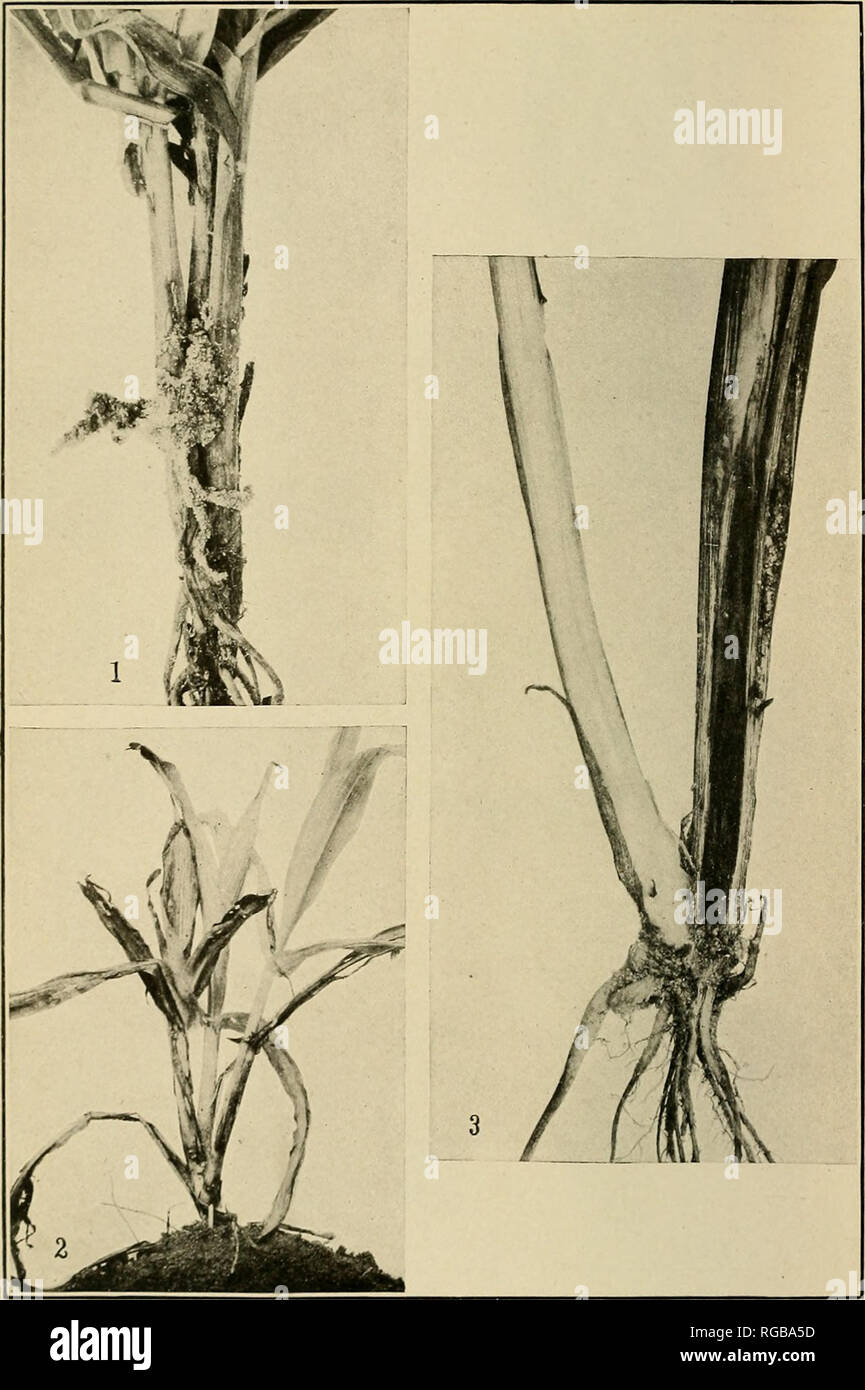 stem borer hires stock photography and images Alamy