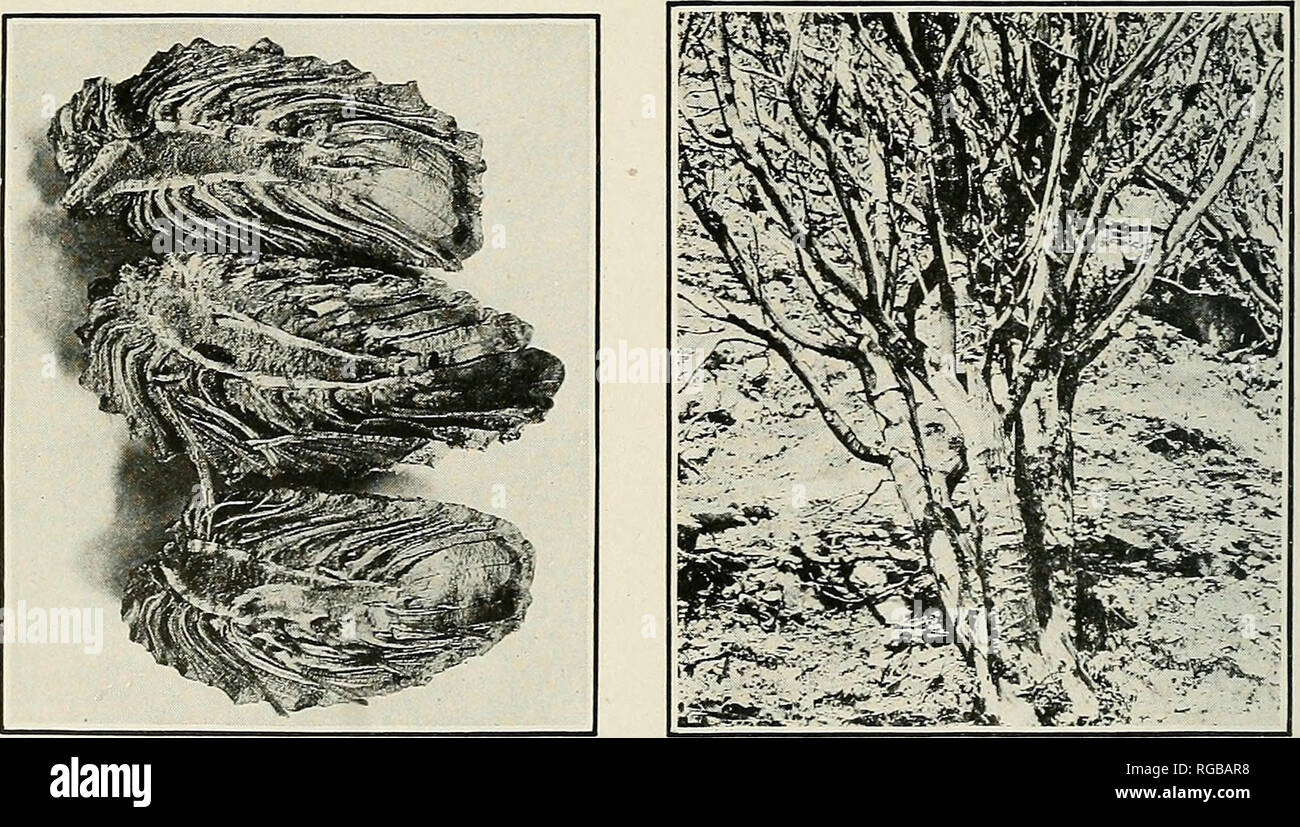 . Bulletin of the U.S. Department of Agriculture. Agriculture; Agriculture. Fig. 3.—Stems from living bush of manzanita {Arctostaphplos vhcida) showing galls made by mines of larvae of .AgrrtYus sp. Xi. (Pho- tograph by H. E. Burke.) (Original.) Fig. 4.—Leaves of the live oak (Quercus tvisli- seni) partly eaten by adults of Agrilus angeli- cus. Xj. (Photograph by H. E. Burke.) (Original.). Fig. 5.—Cones of the knobeone pine (Pinus attenuata) mined by the larvae of Chrysaphana piacida. XV. (Photograph bv H. E. Burke.) (Original.) Fig. 6.—Manzanita (Arctostaphylosviscida) bush partly killed by m Stock Photo